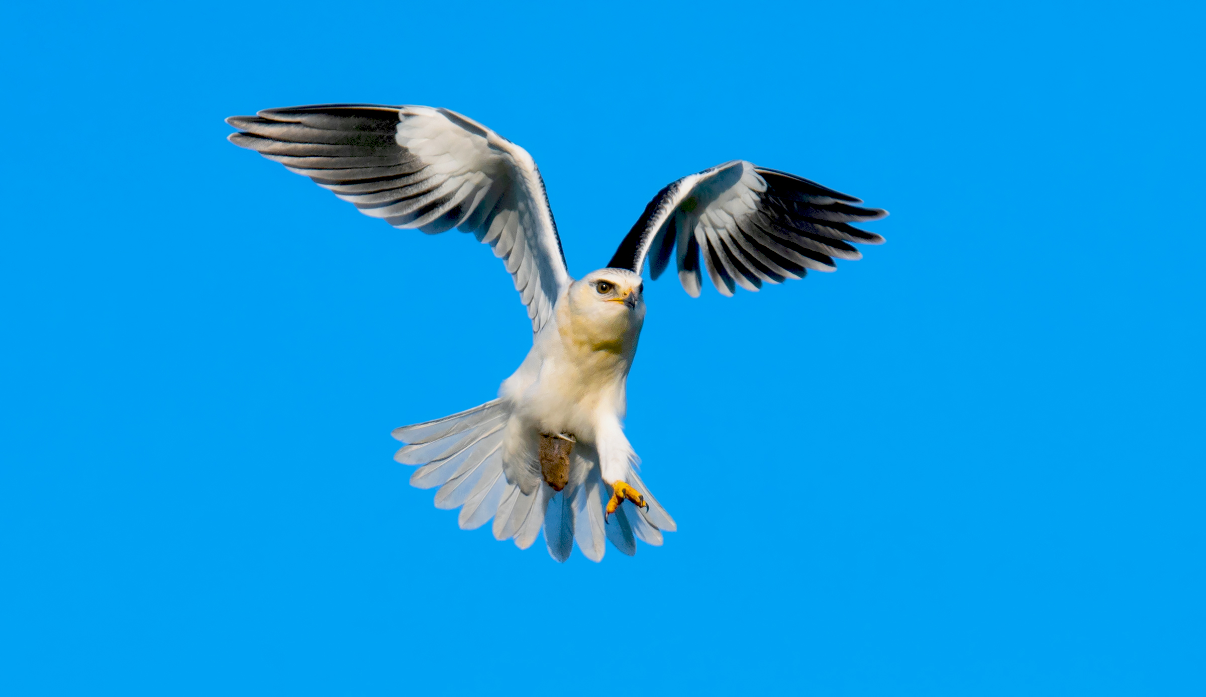 aquilone dalle spalle nere