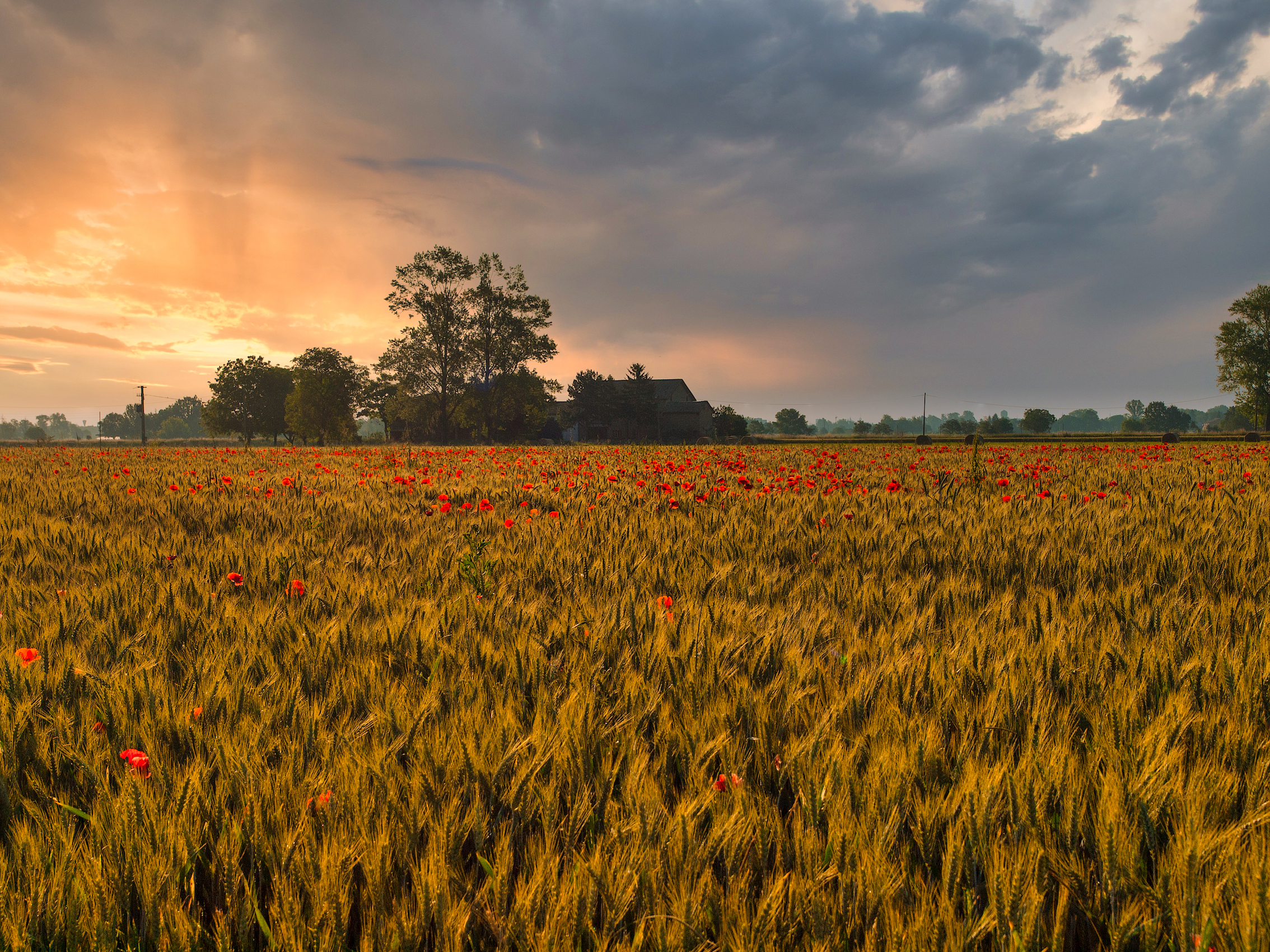 Senza il grano non fai nulla.