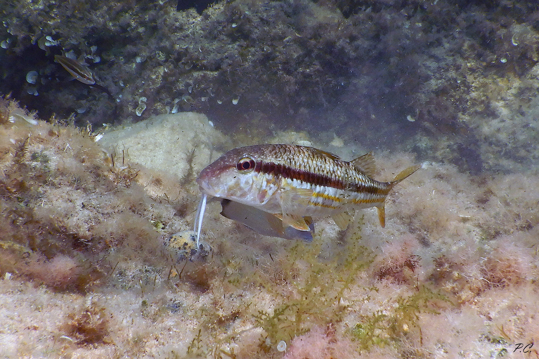 Un bel paio di baffoni_triglia di scoglio