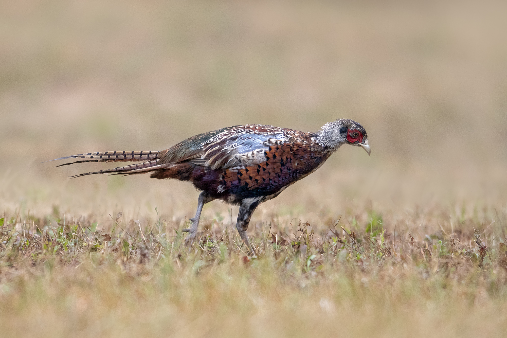 Pheasant