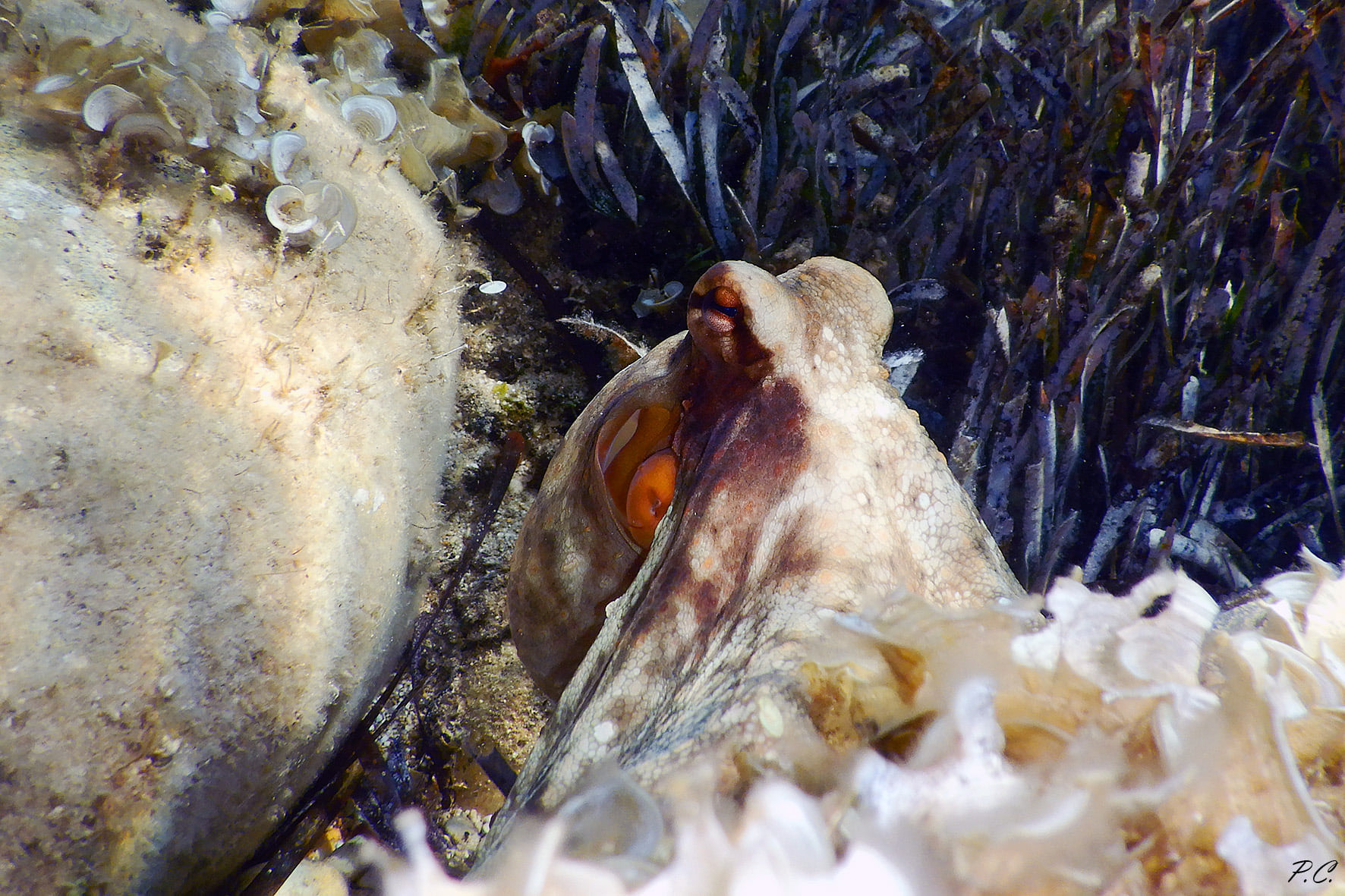 Immerso fra le alghe