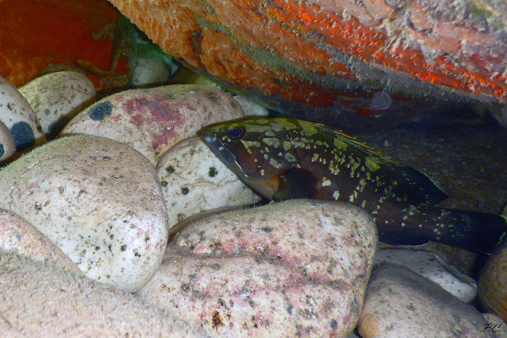 Giovane cernia in tana