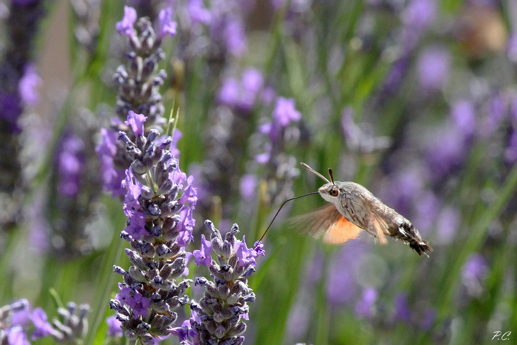 Una sfinge fra la lavanda