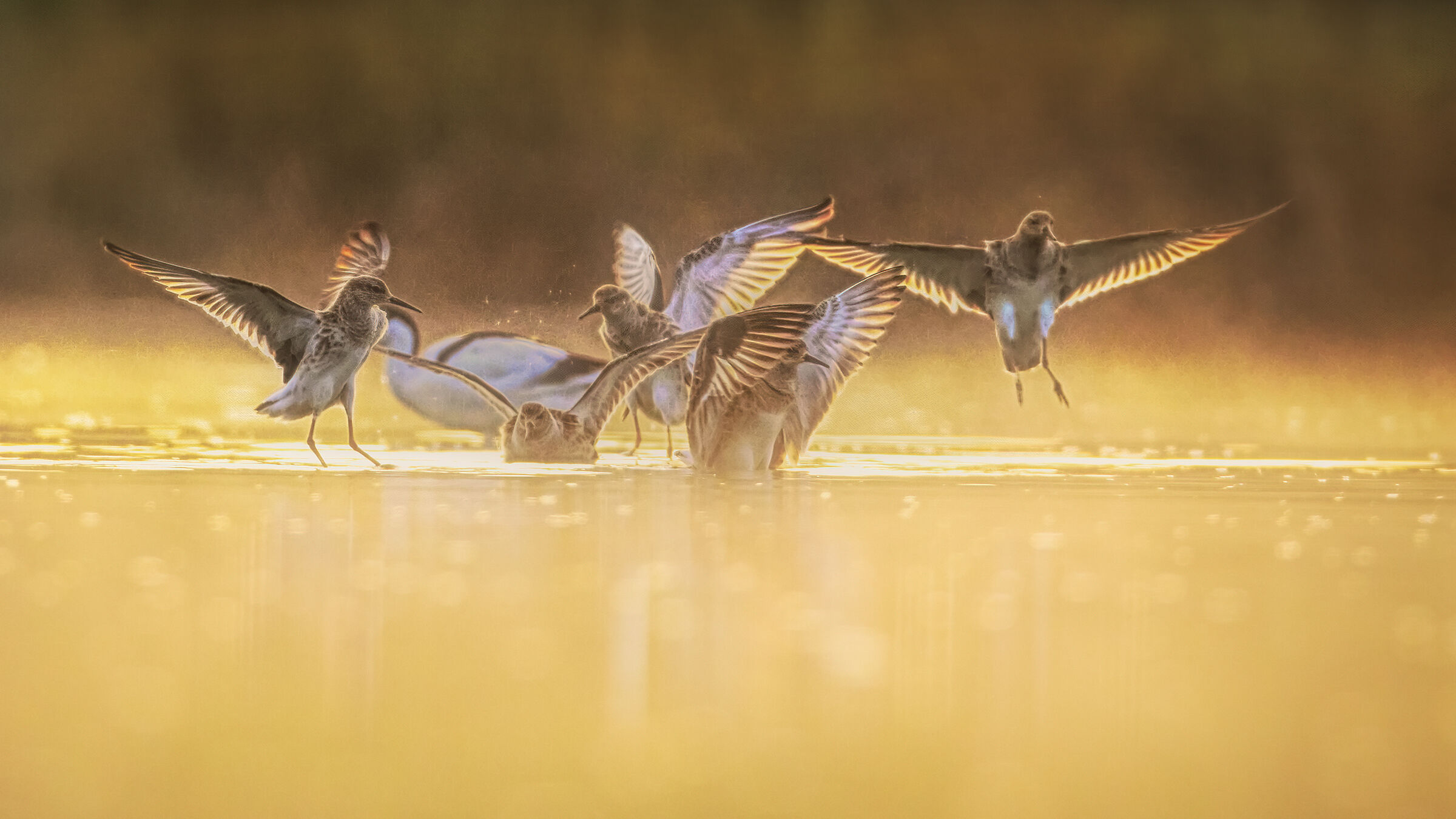 combattenti in combattimento