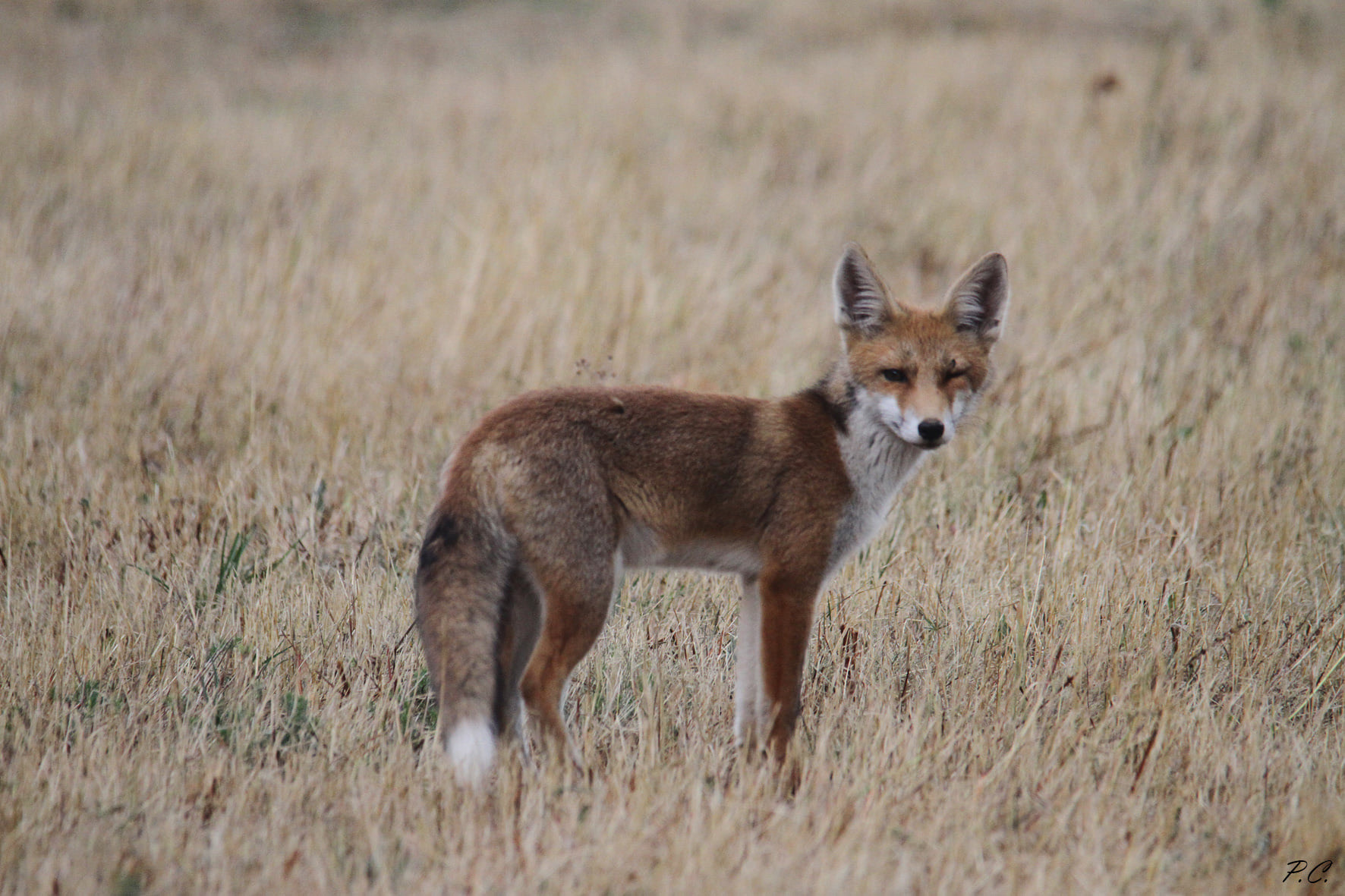 Una volpe confidente