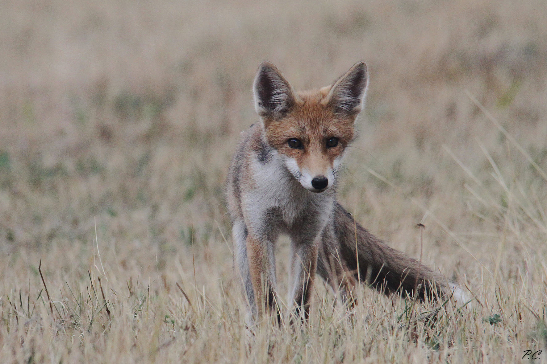 Una volpe confidente