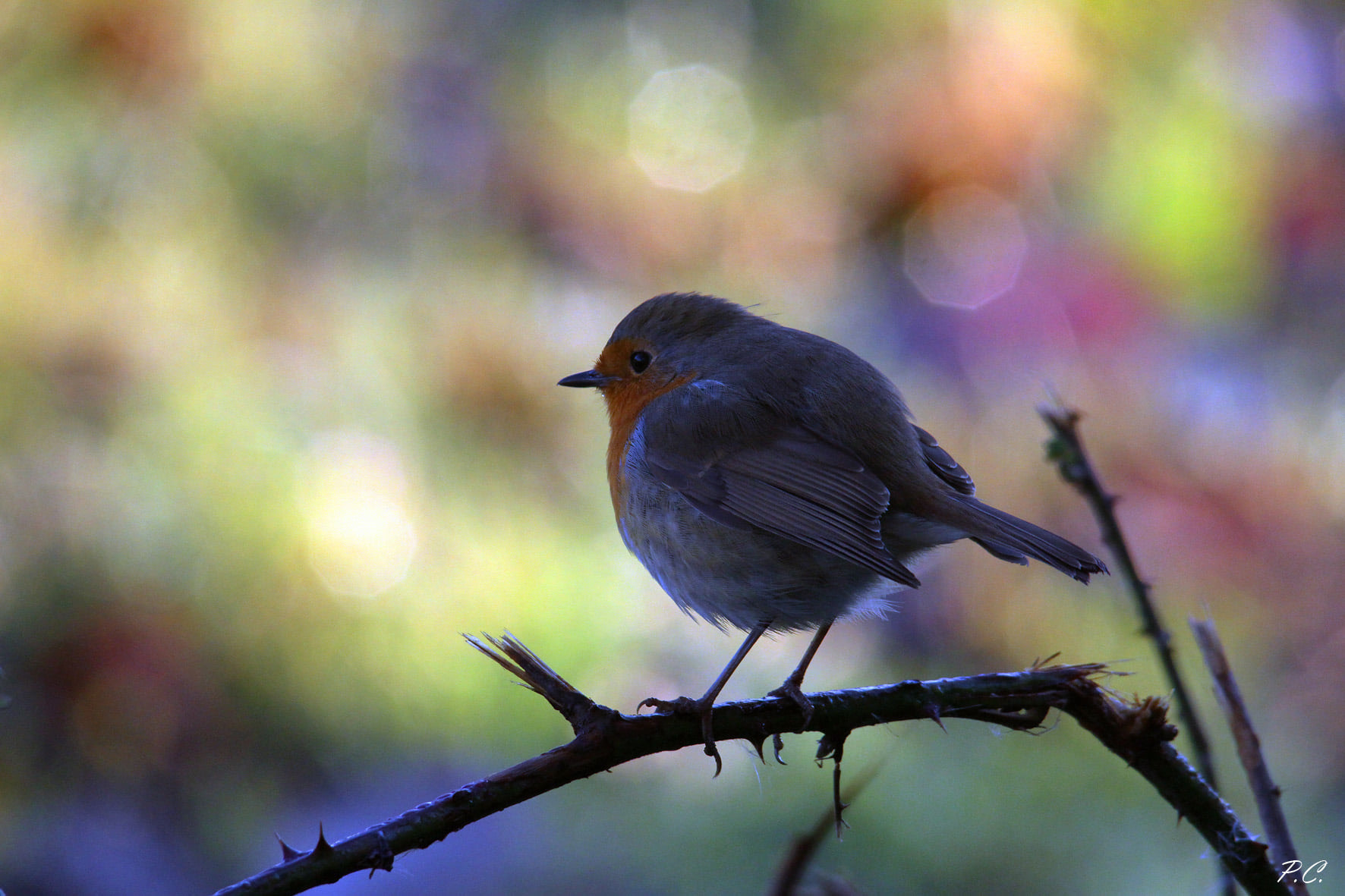 Pettirosso fra mille colori