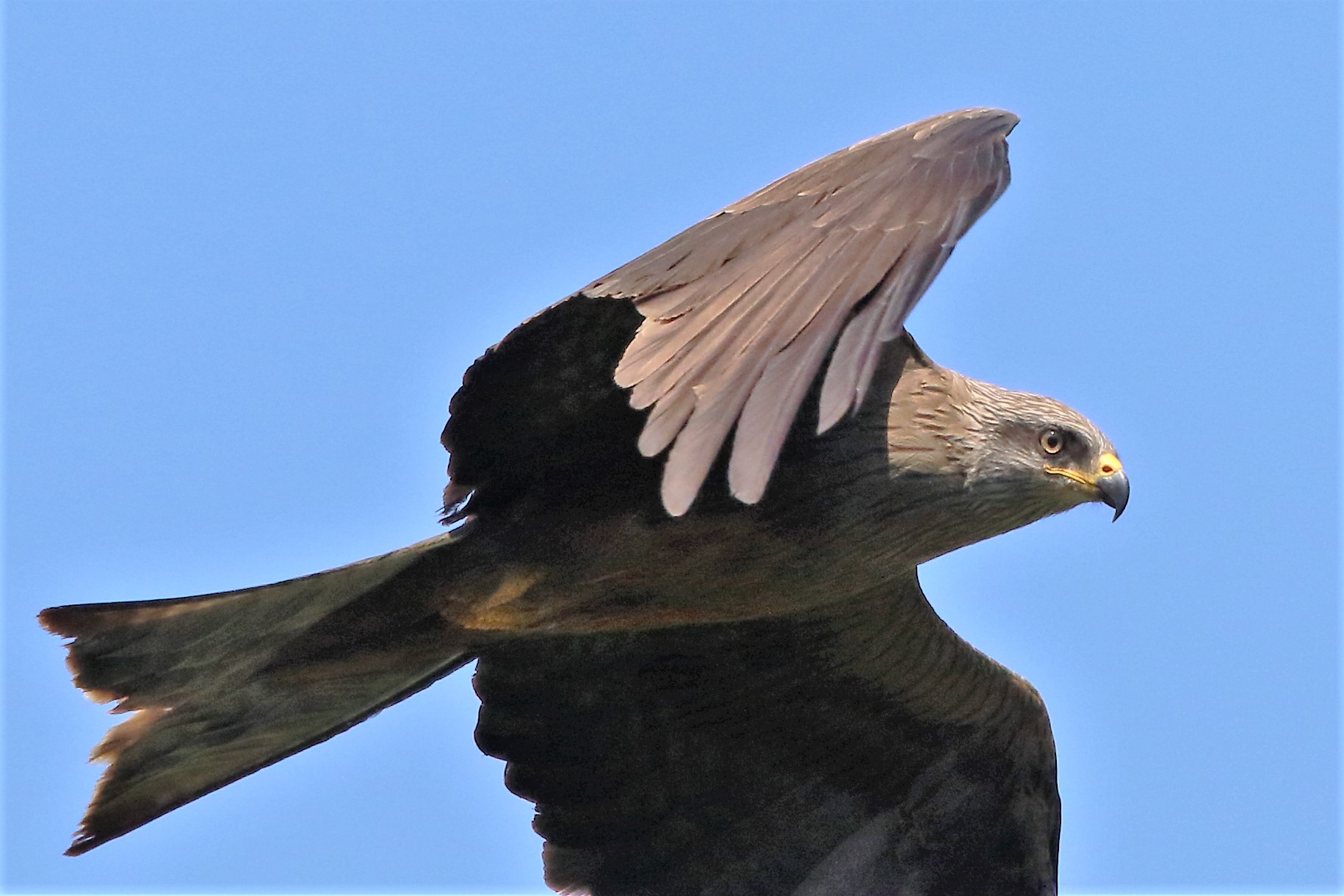 Black kite