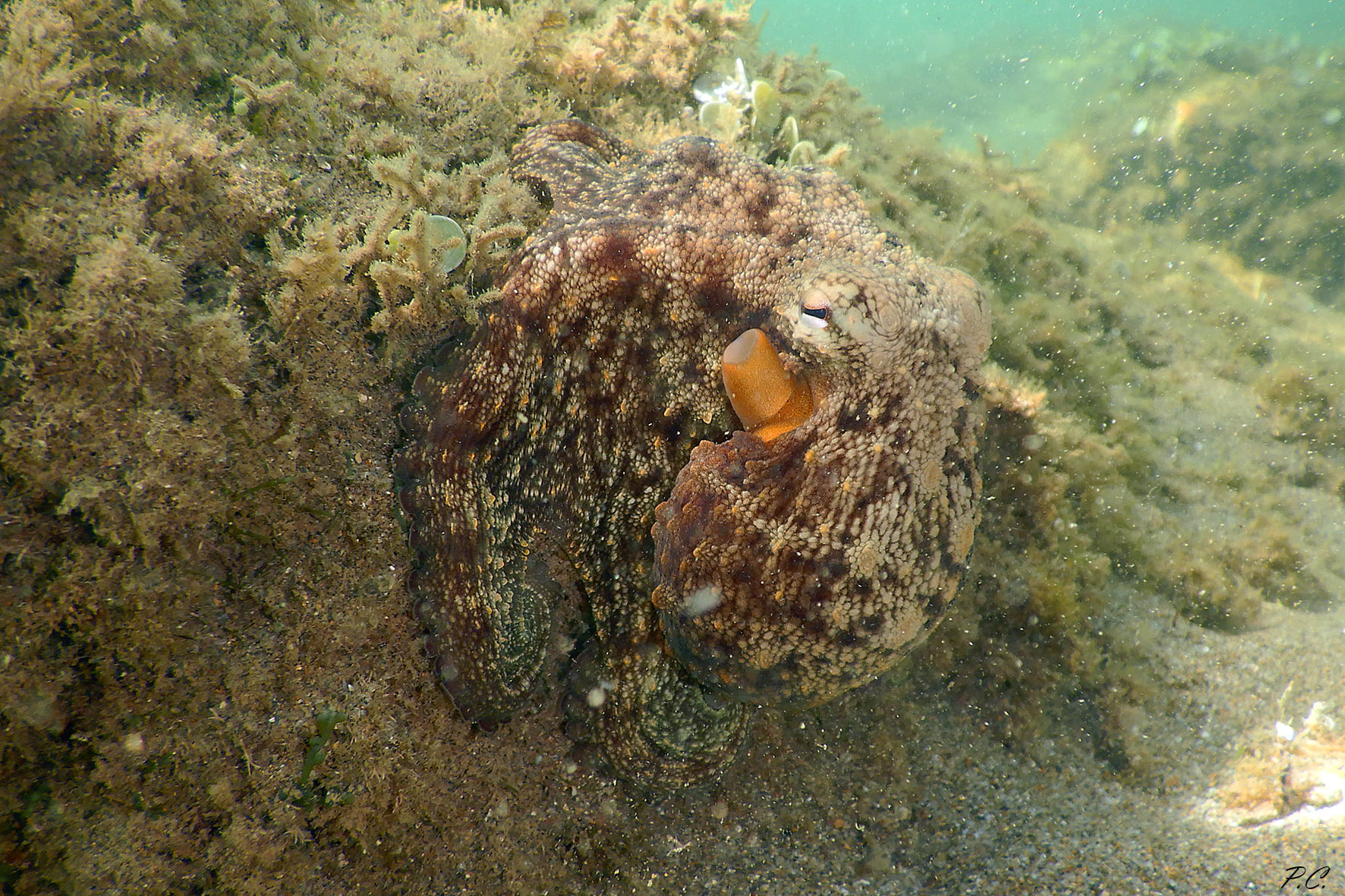 Polpo_forma e colori