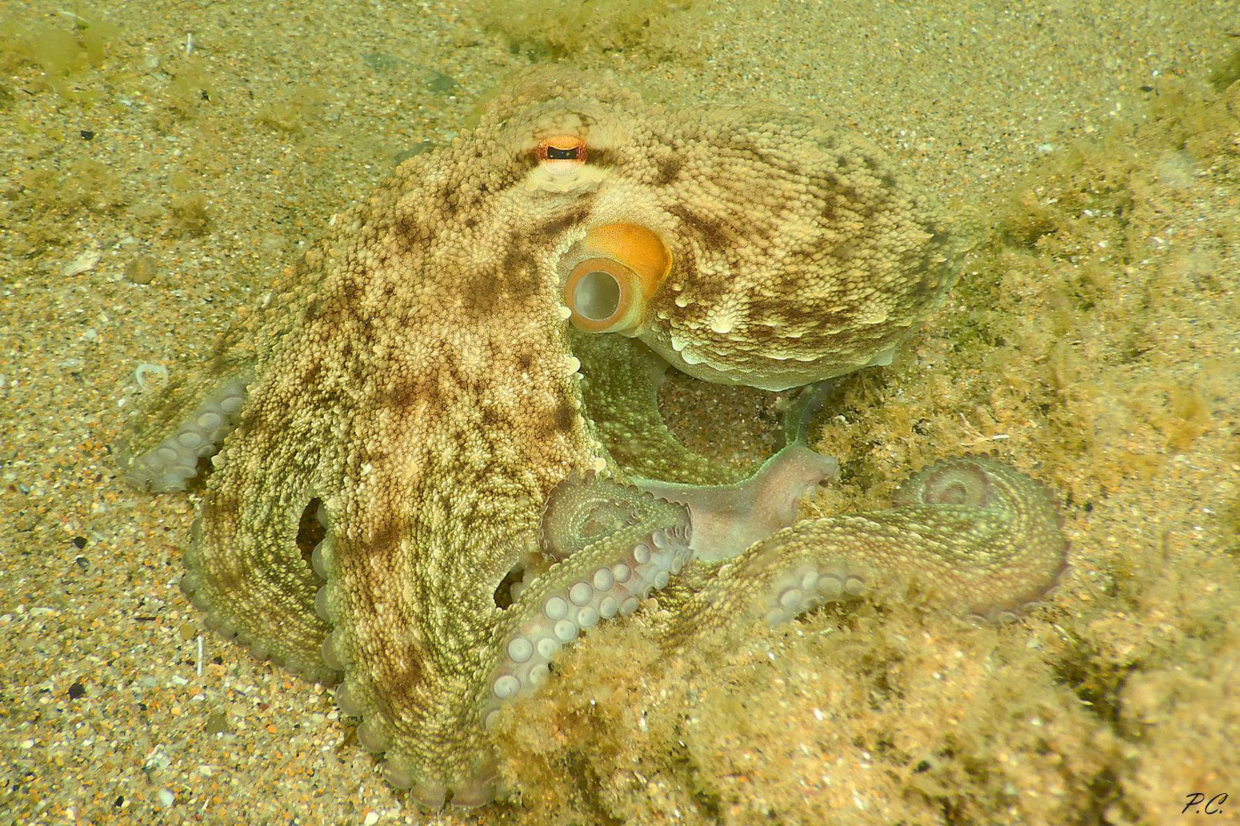 Polpo_forma e colori