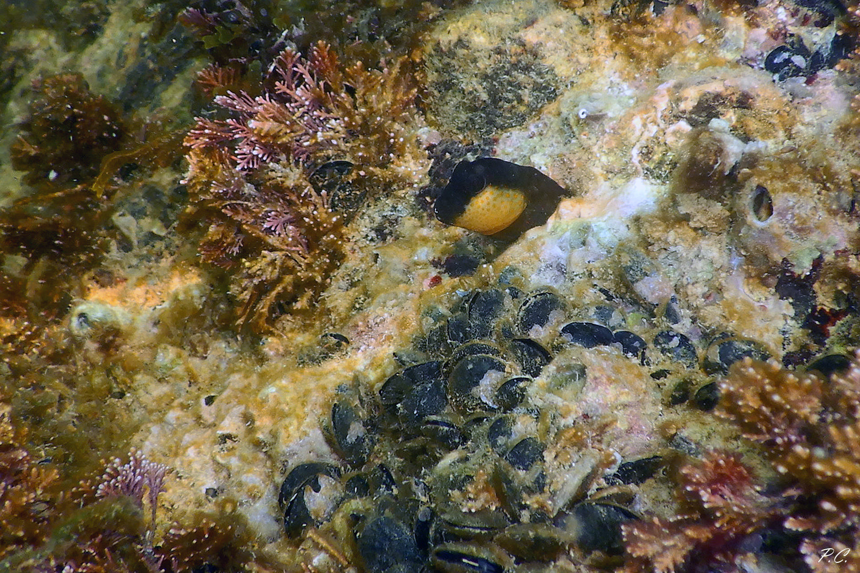 Una testolina gialla e nera