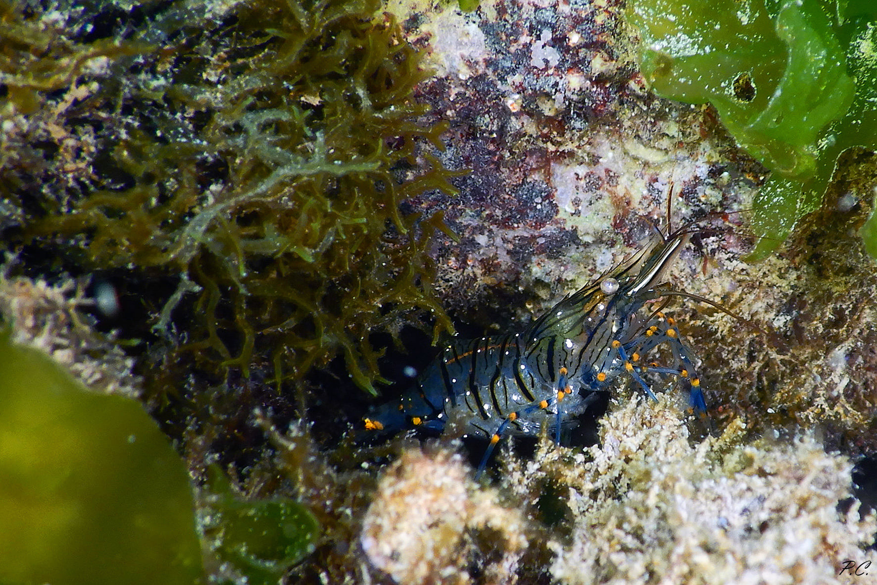 Gambero in insalata!