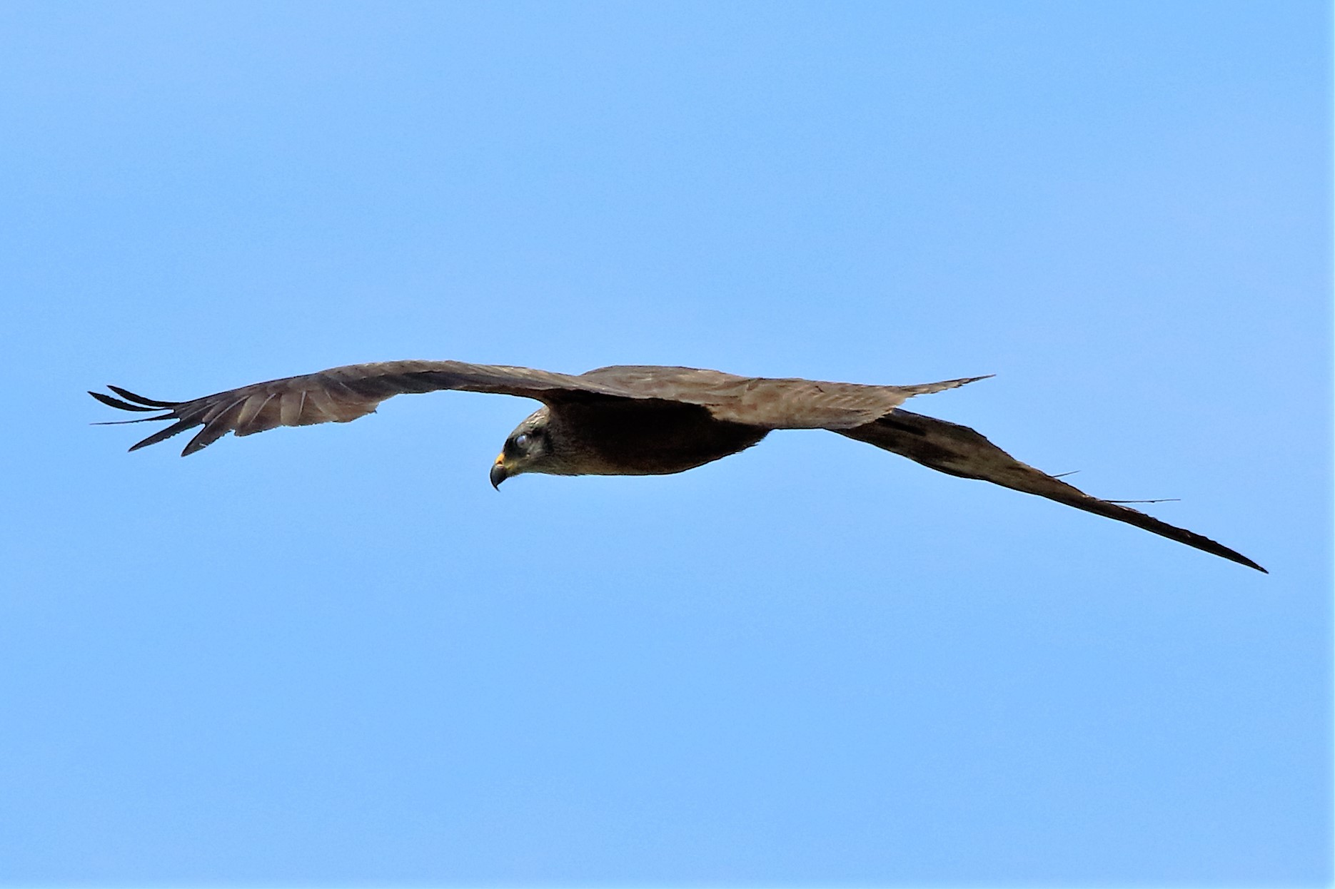 Black kite