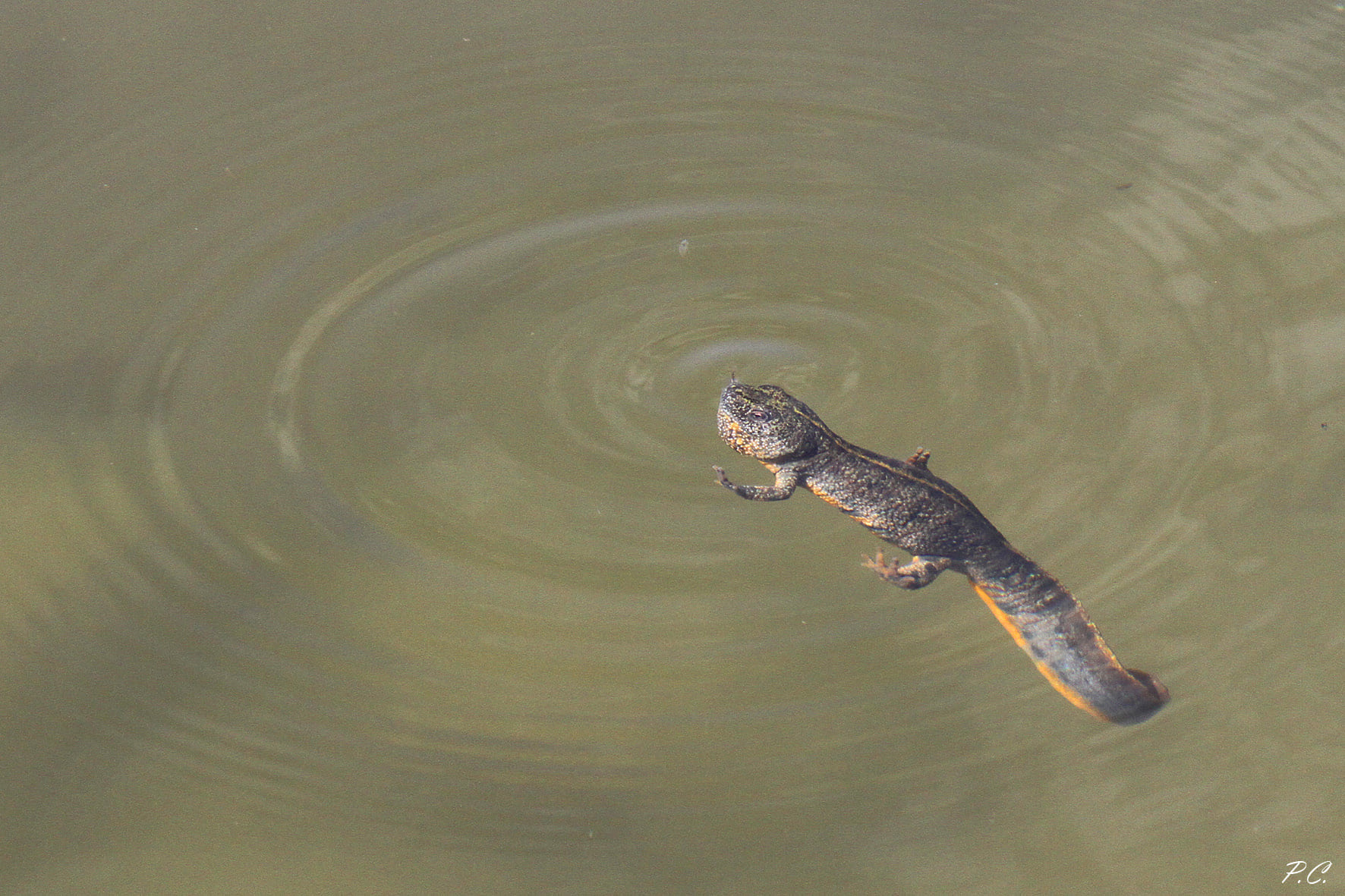 Tritone crestato italiano