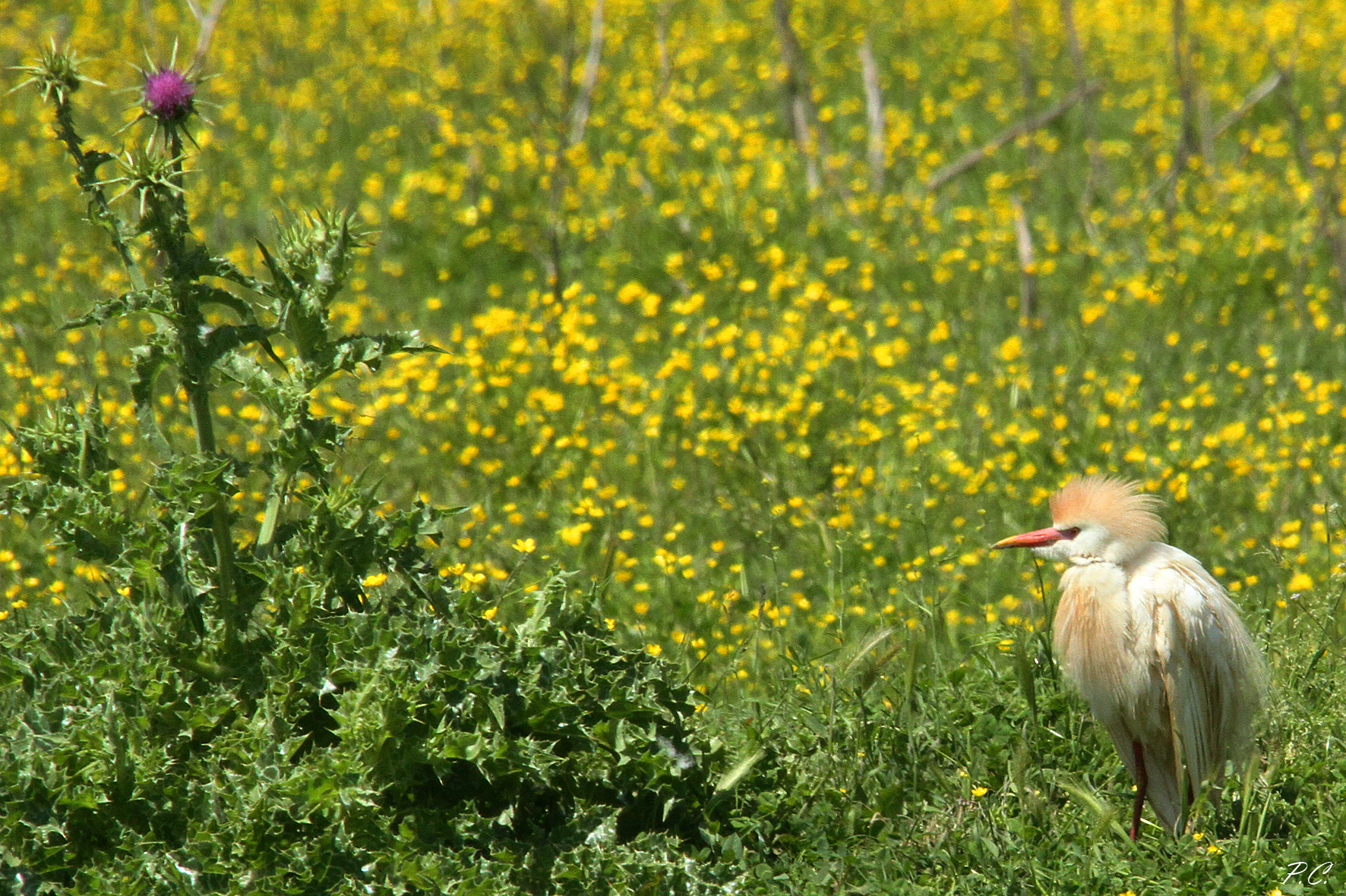 Fiori per il guardabuoi in abito nuziale!