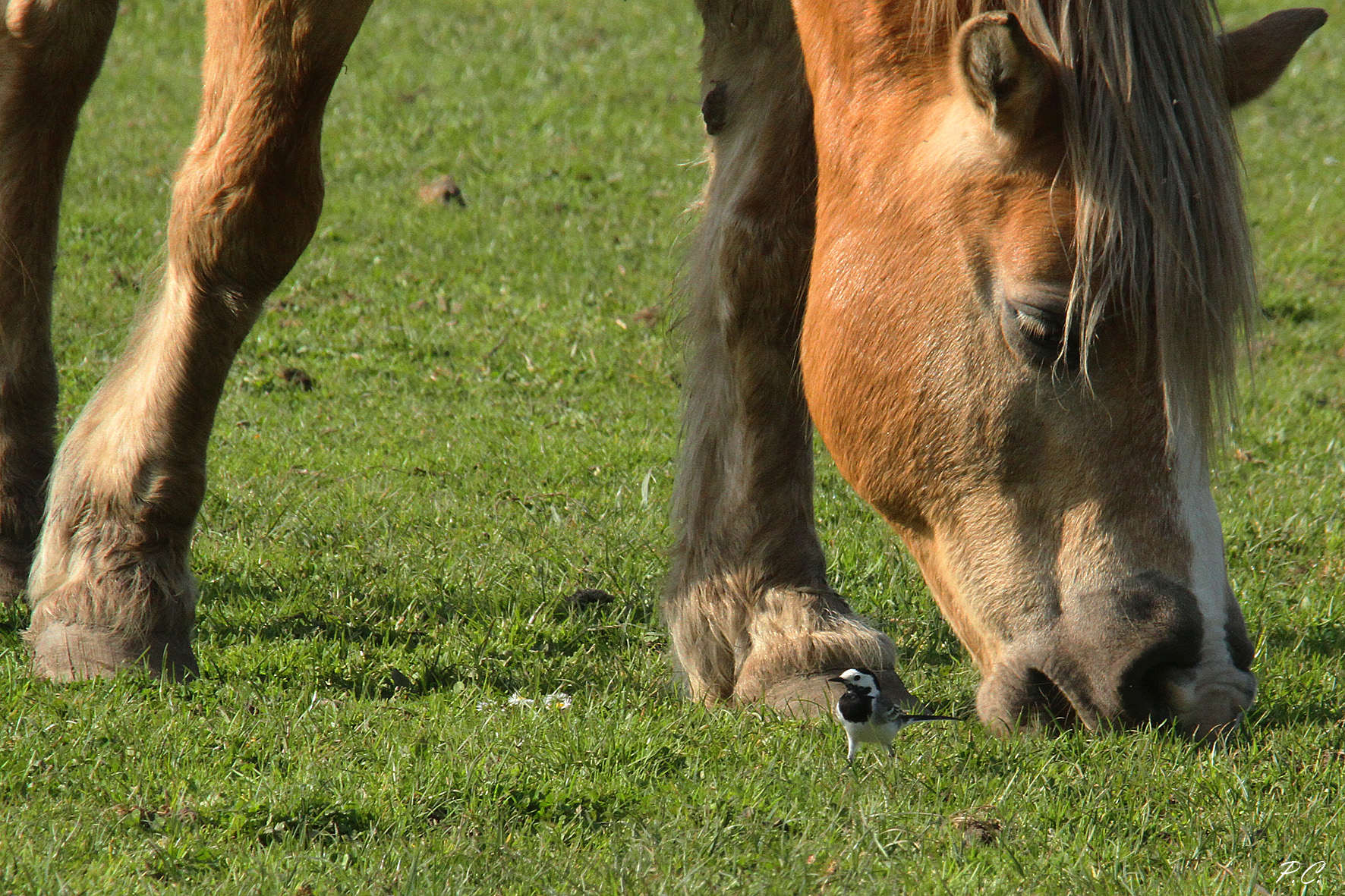 Ballando col cavallo