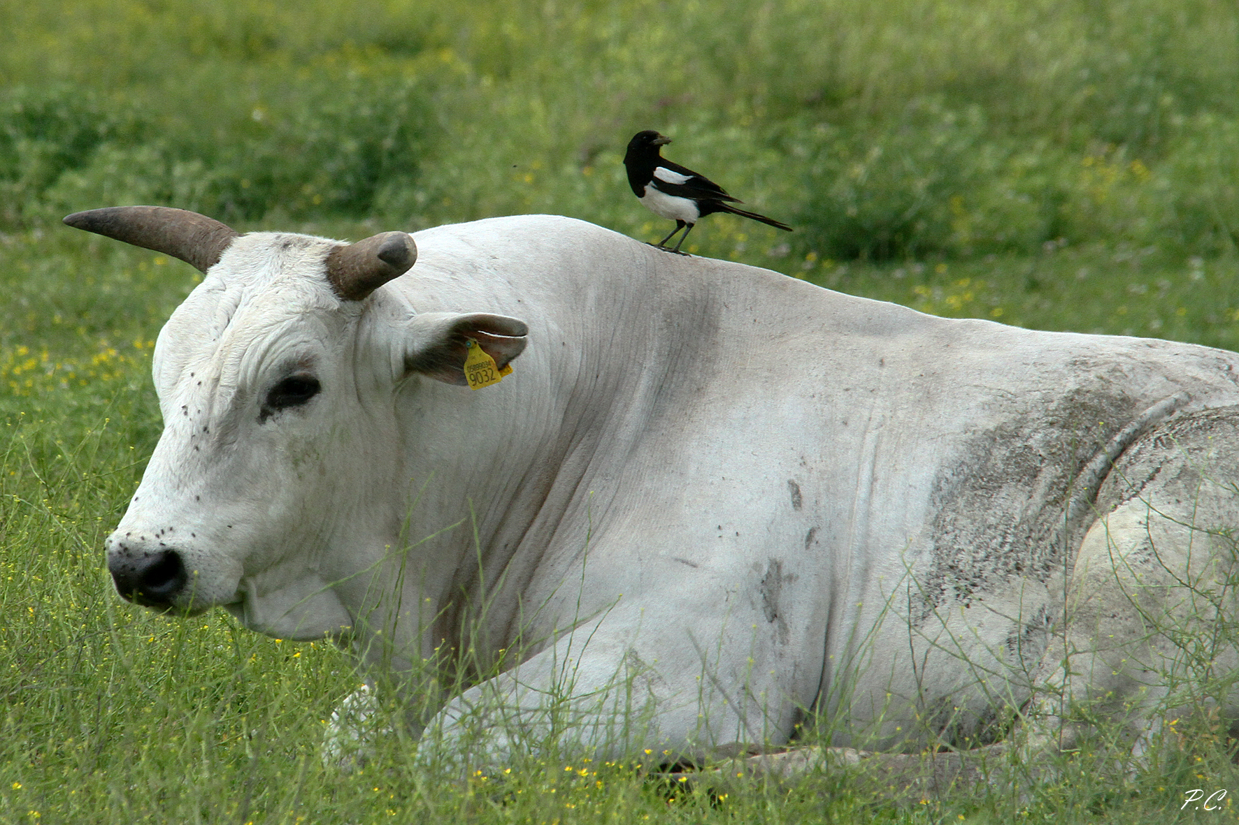 The ox and the magpie