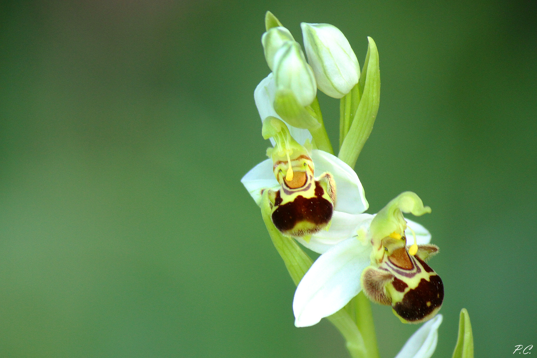 Orchidea coi pupazzetti che ridono
