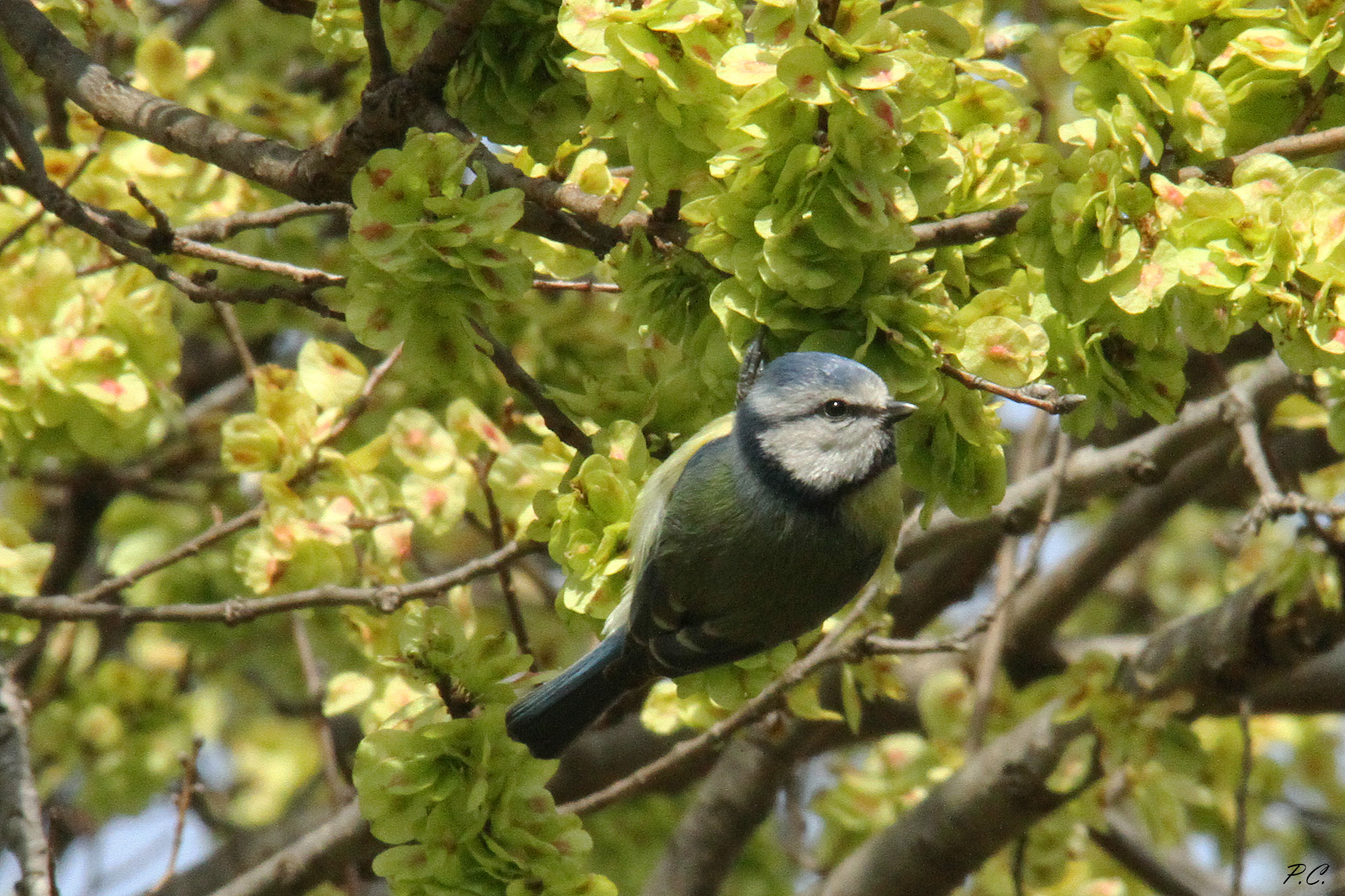 Cinciarella fra le samare