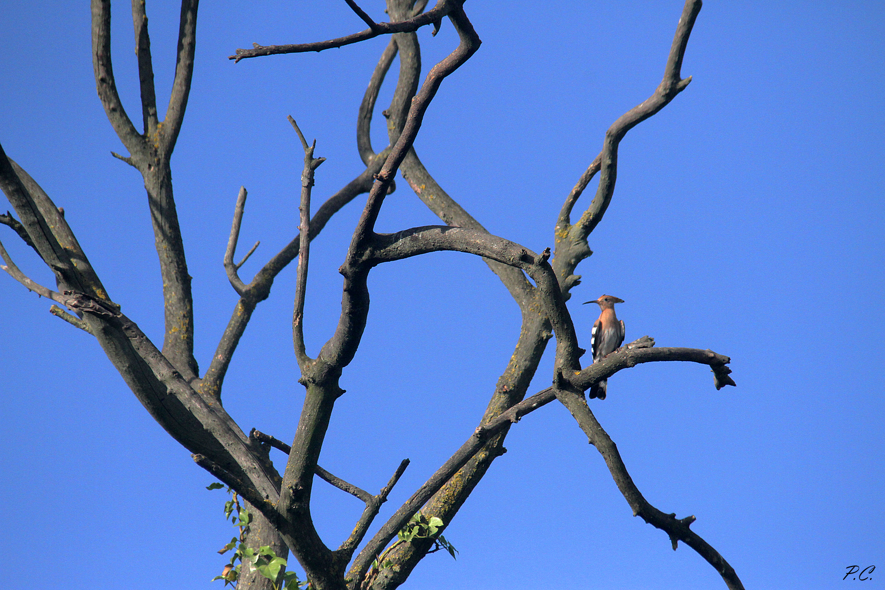 Quadro astratto con upupa