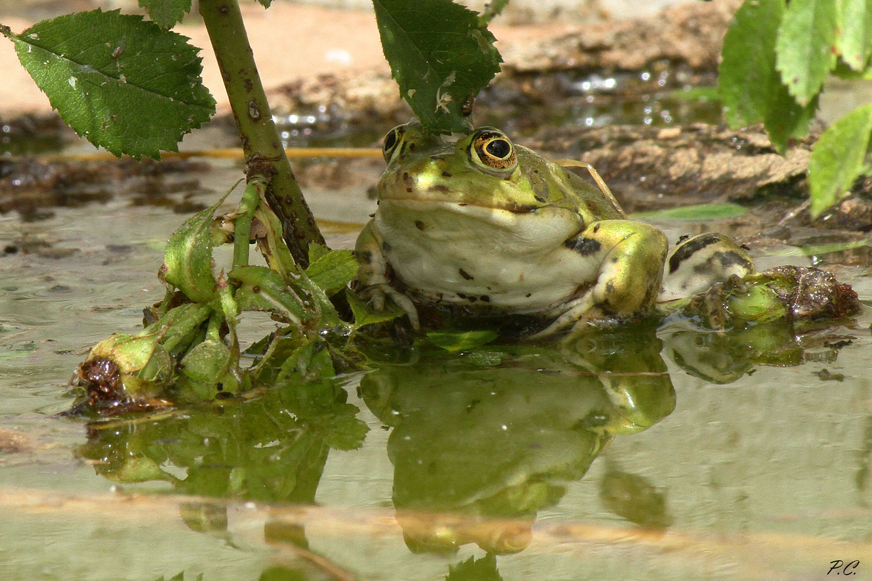 Rana sotto l' omrellone