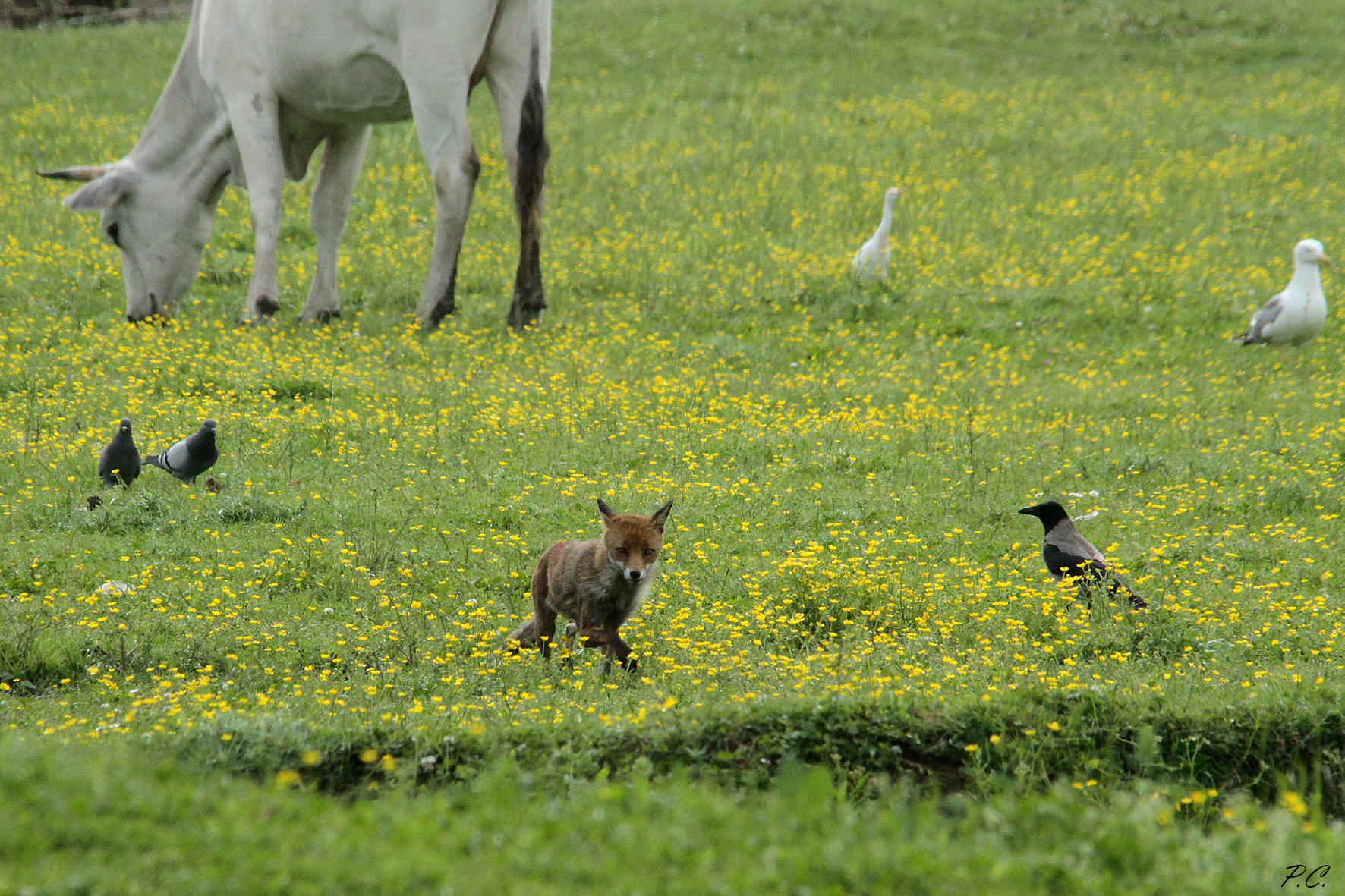 Non manca più nessuno.....