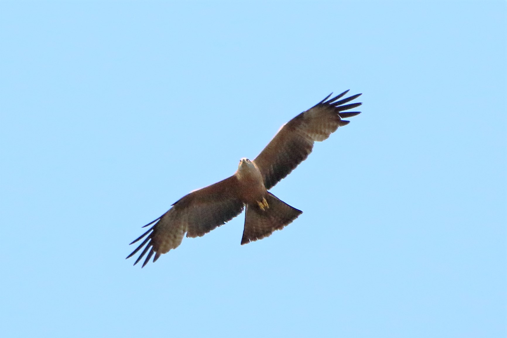 Black kite