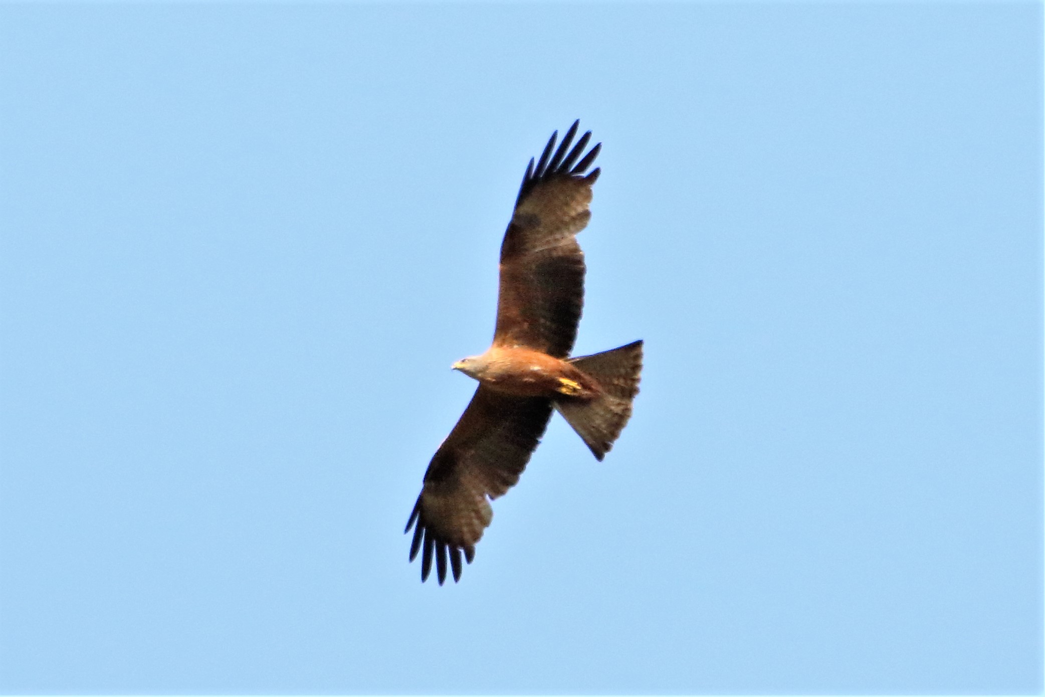 Black kite