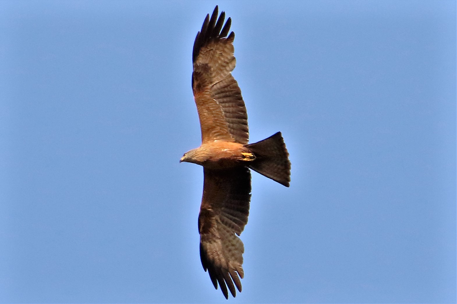 Black kite