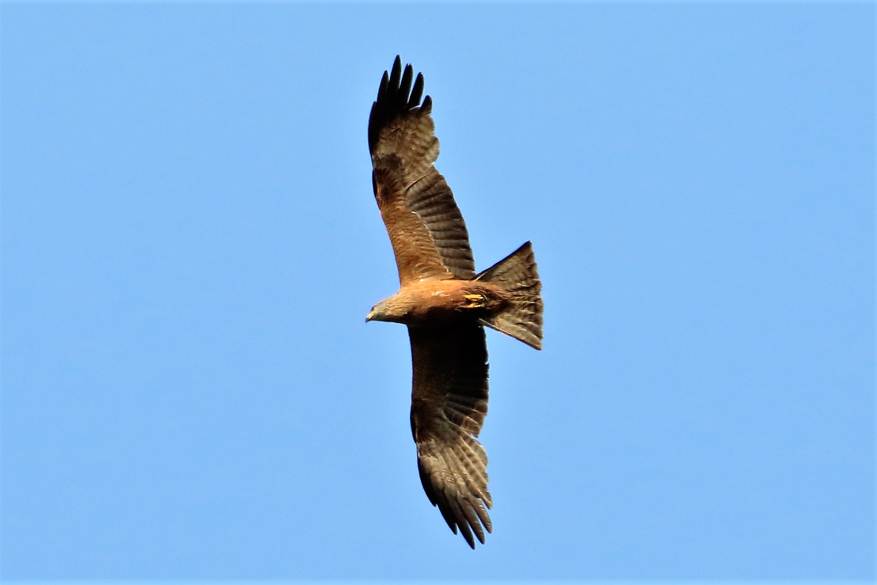 Black kite