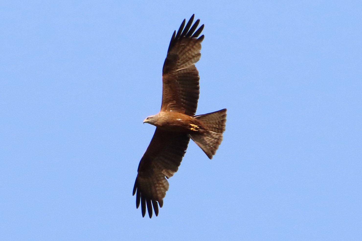 Black kite