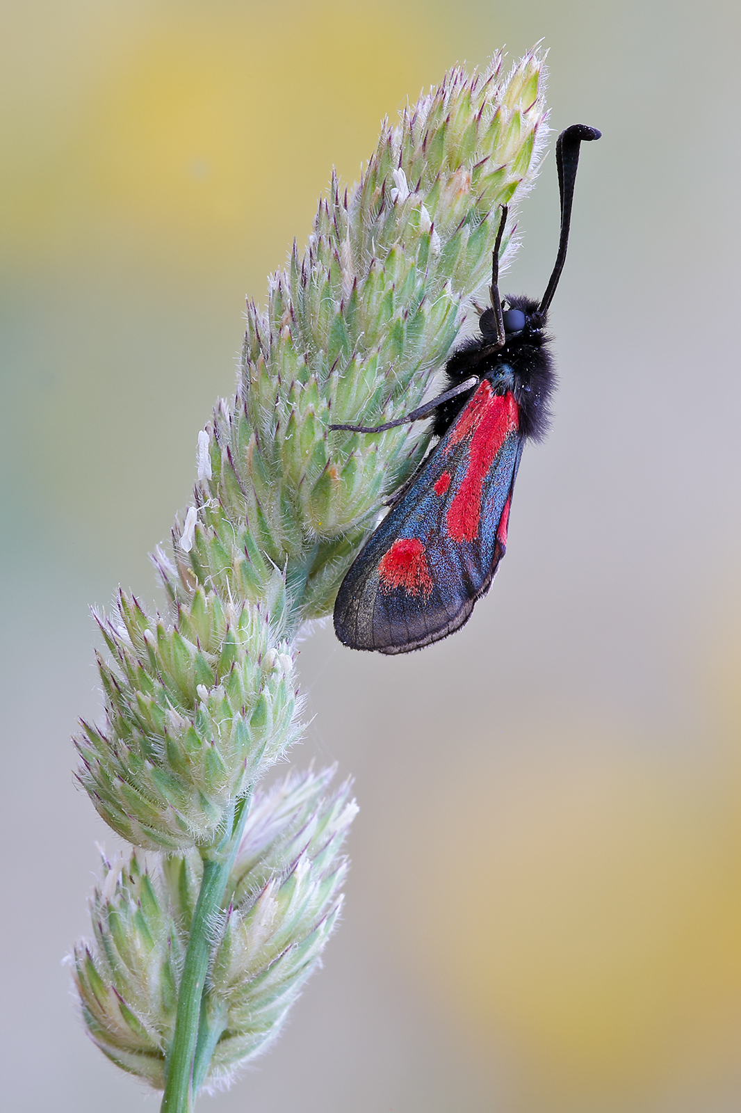 Zygaena