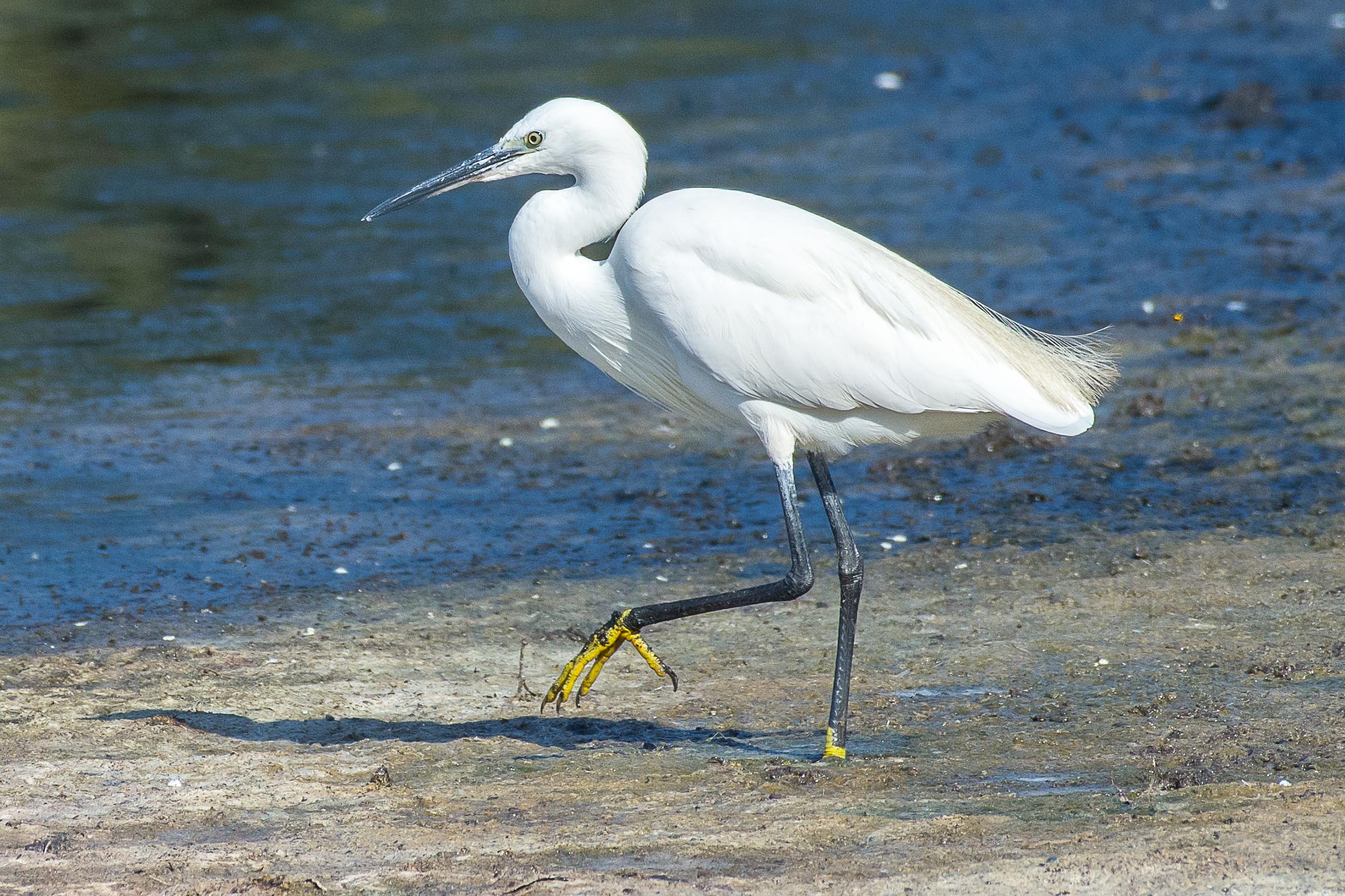 Egretta Garzetta