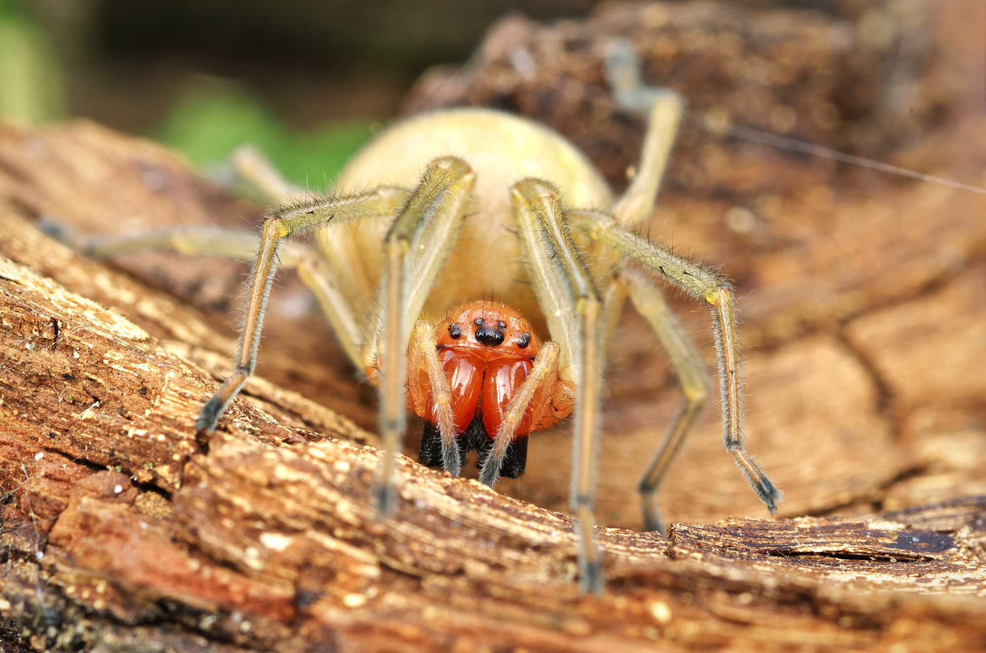 Cheiracanthium punctorium