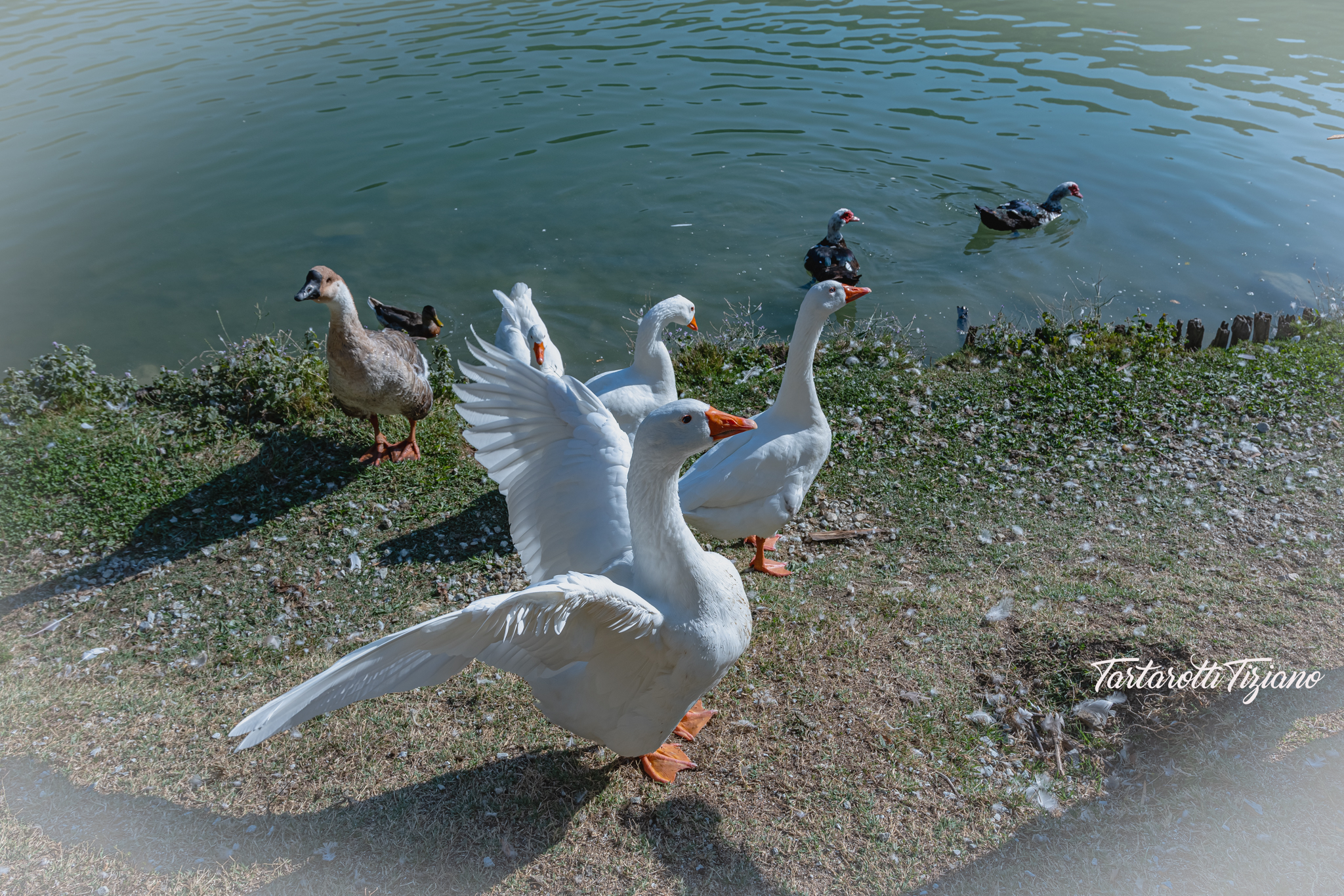 Lago andreucci Penabilli 10