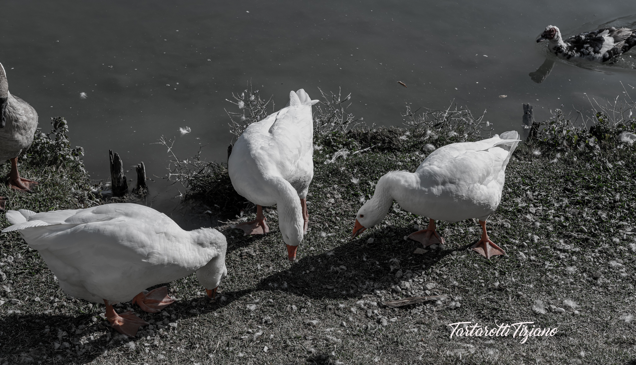 Lago andreucci Penabilli 12