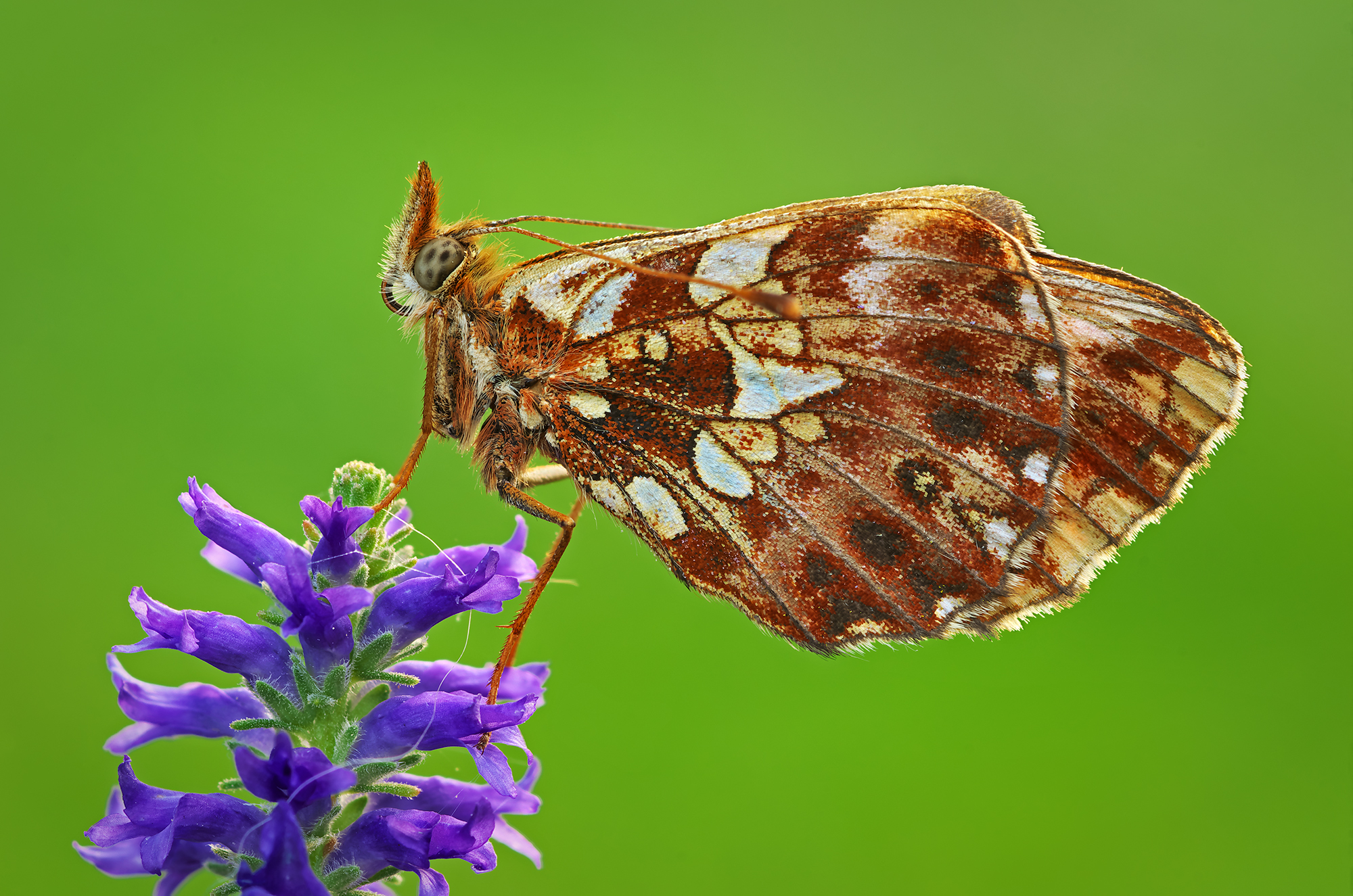 Boloria dia