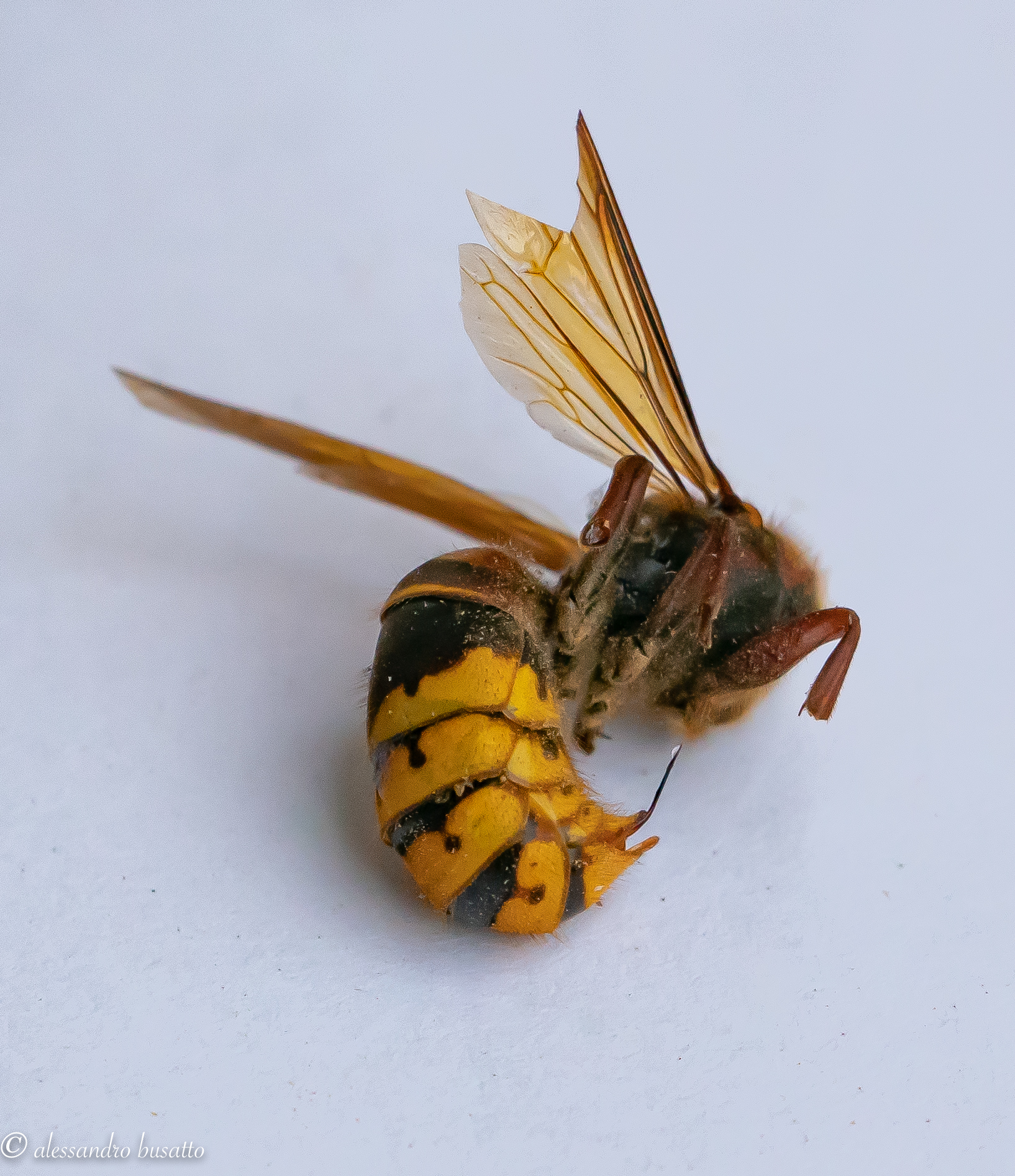 Calabrone con il suo pungiglione