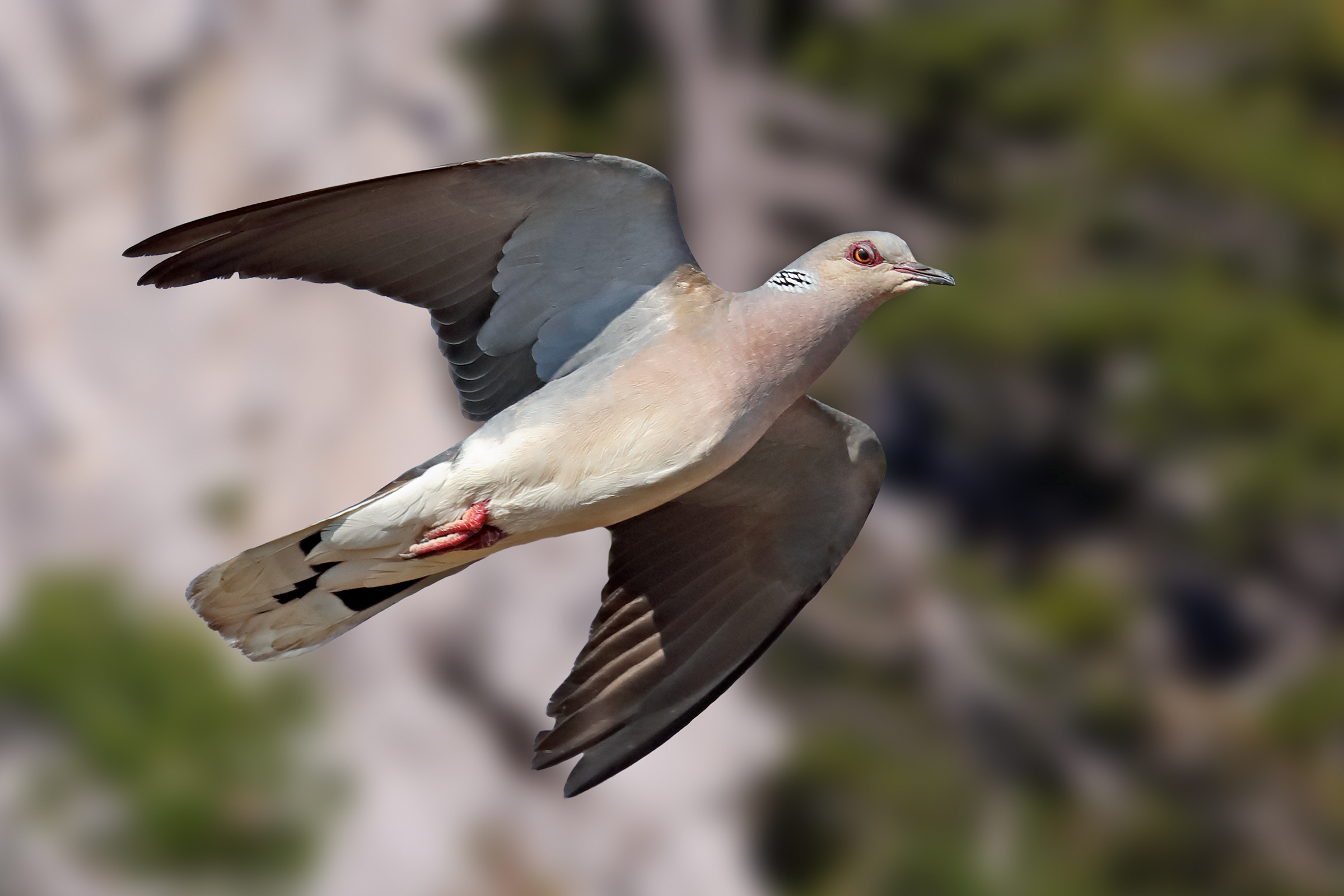 Wild dove grey