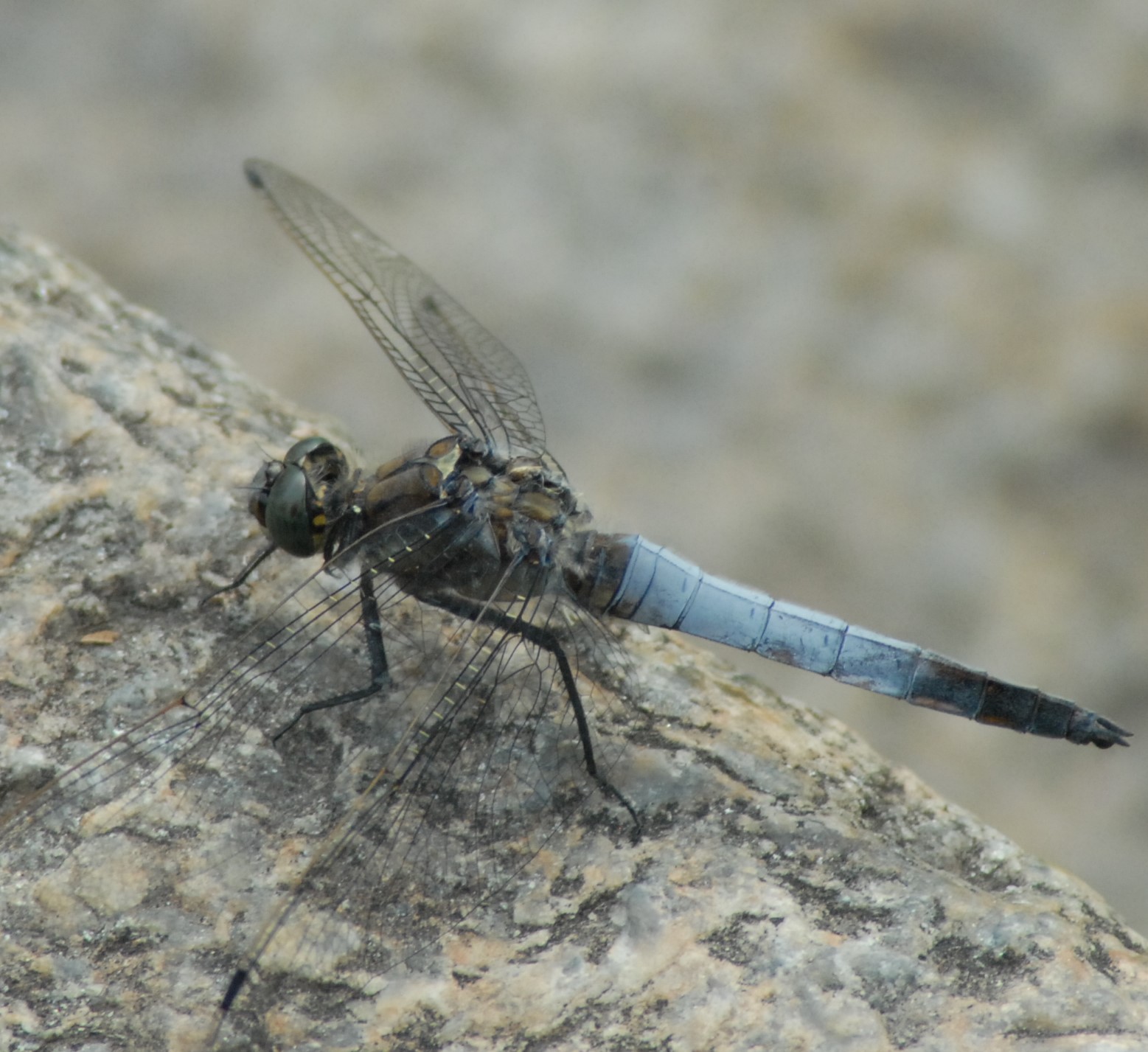 fermo..clic..grazie..