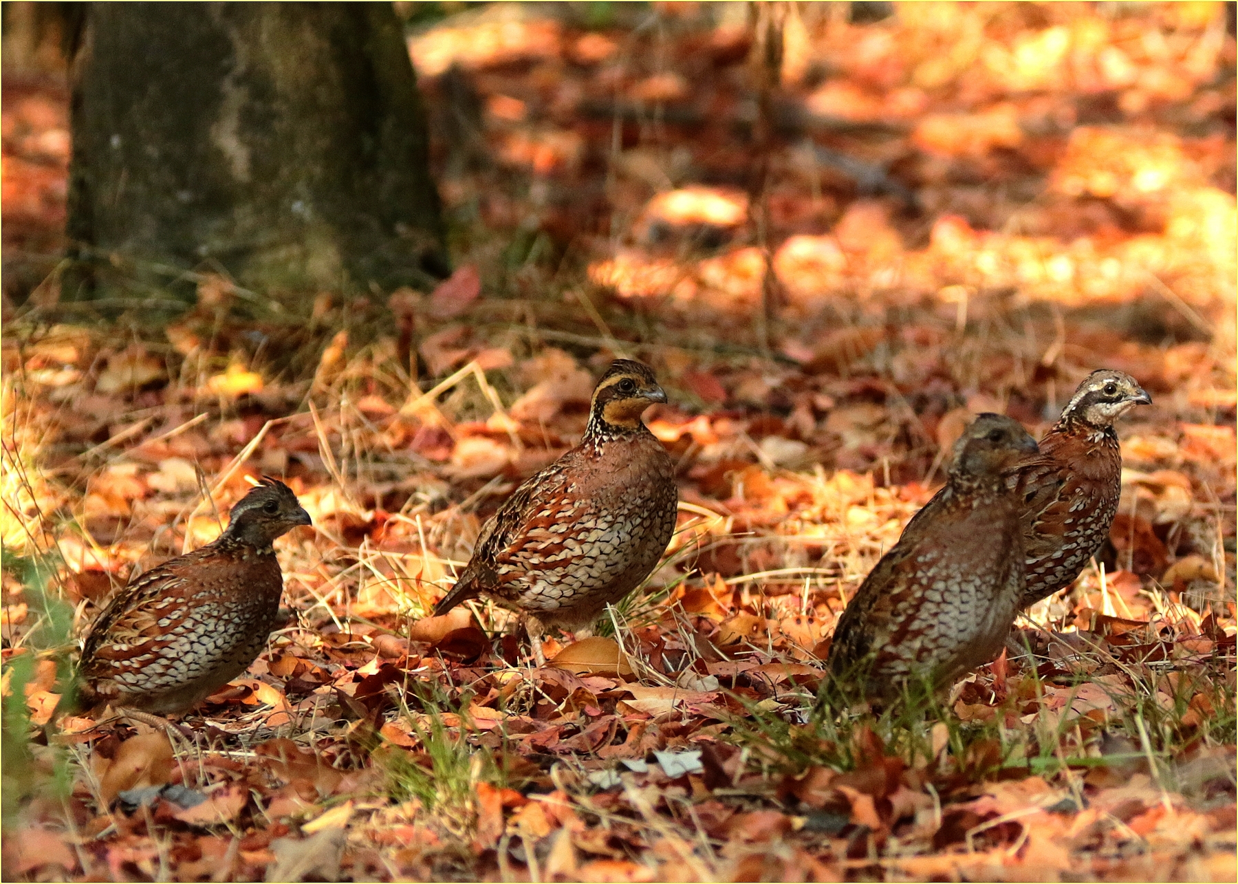 '' new family of Virginia Colini ''