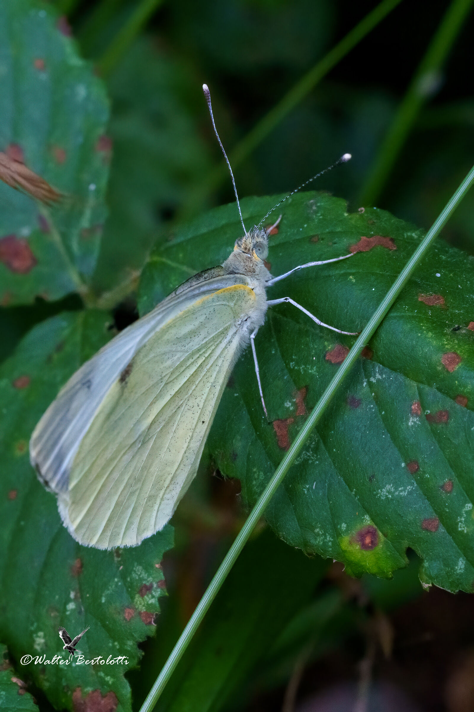 Pieris mannii