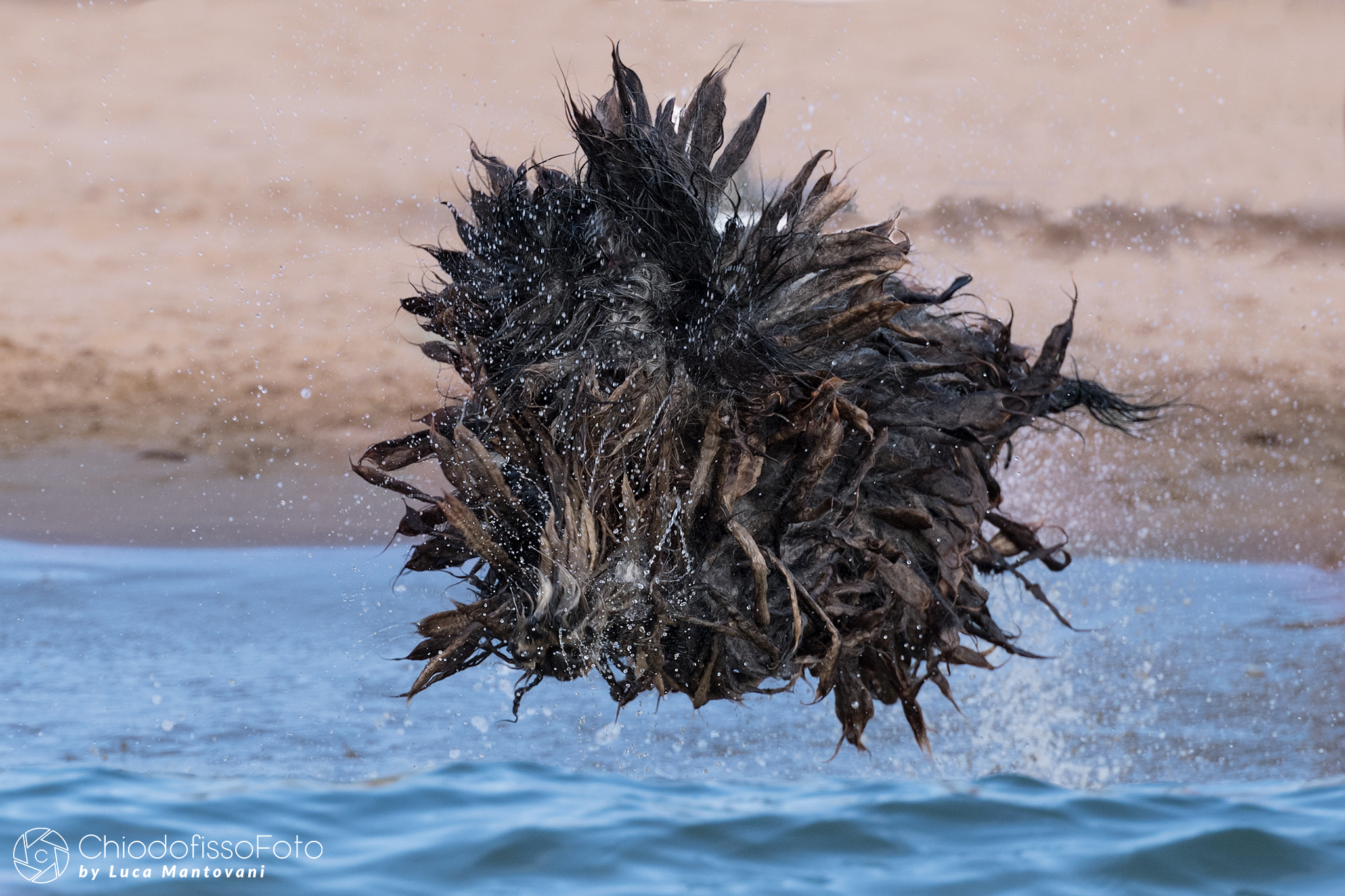 Help, the Mocio Marino arrives!!!!