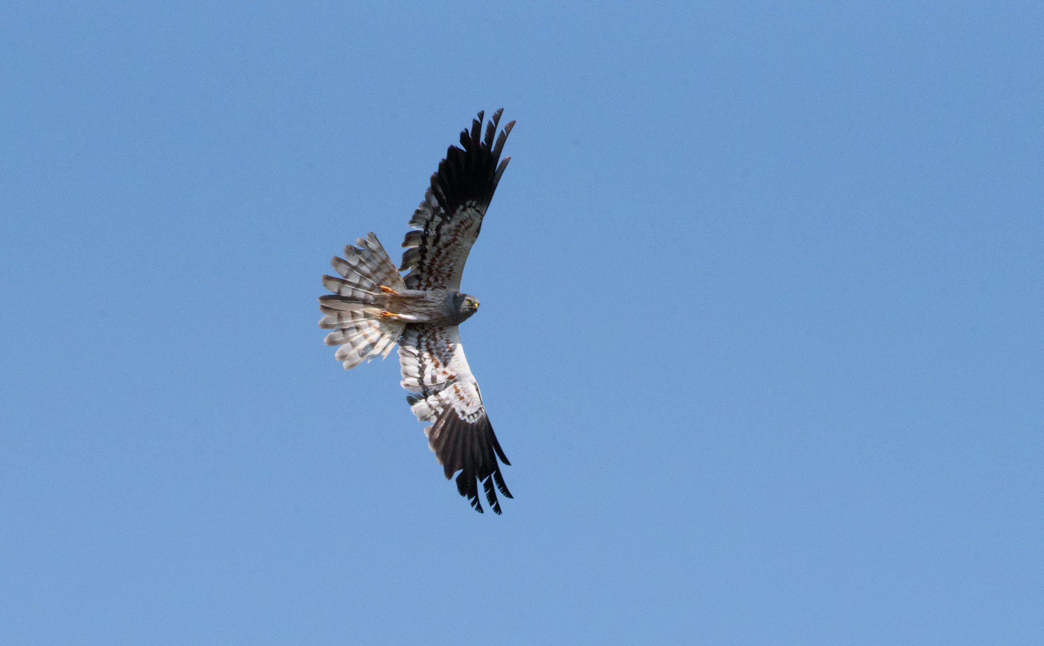 Lesser harrier (male)