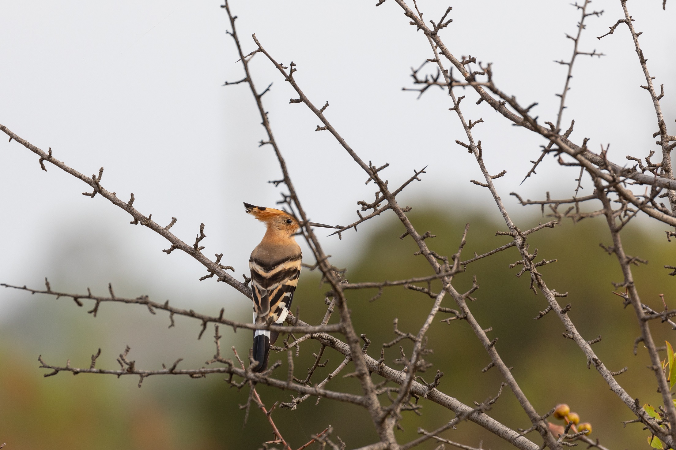 becco a spina, spine a becco