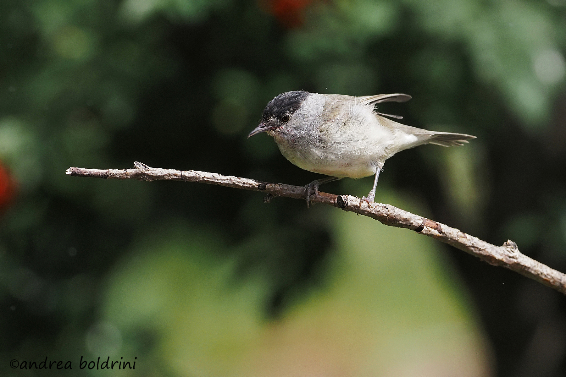 Blackcap