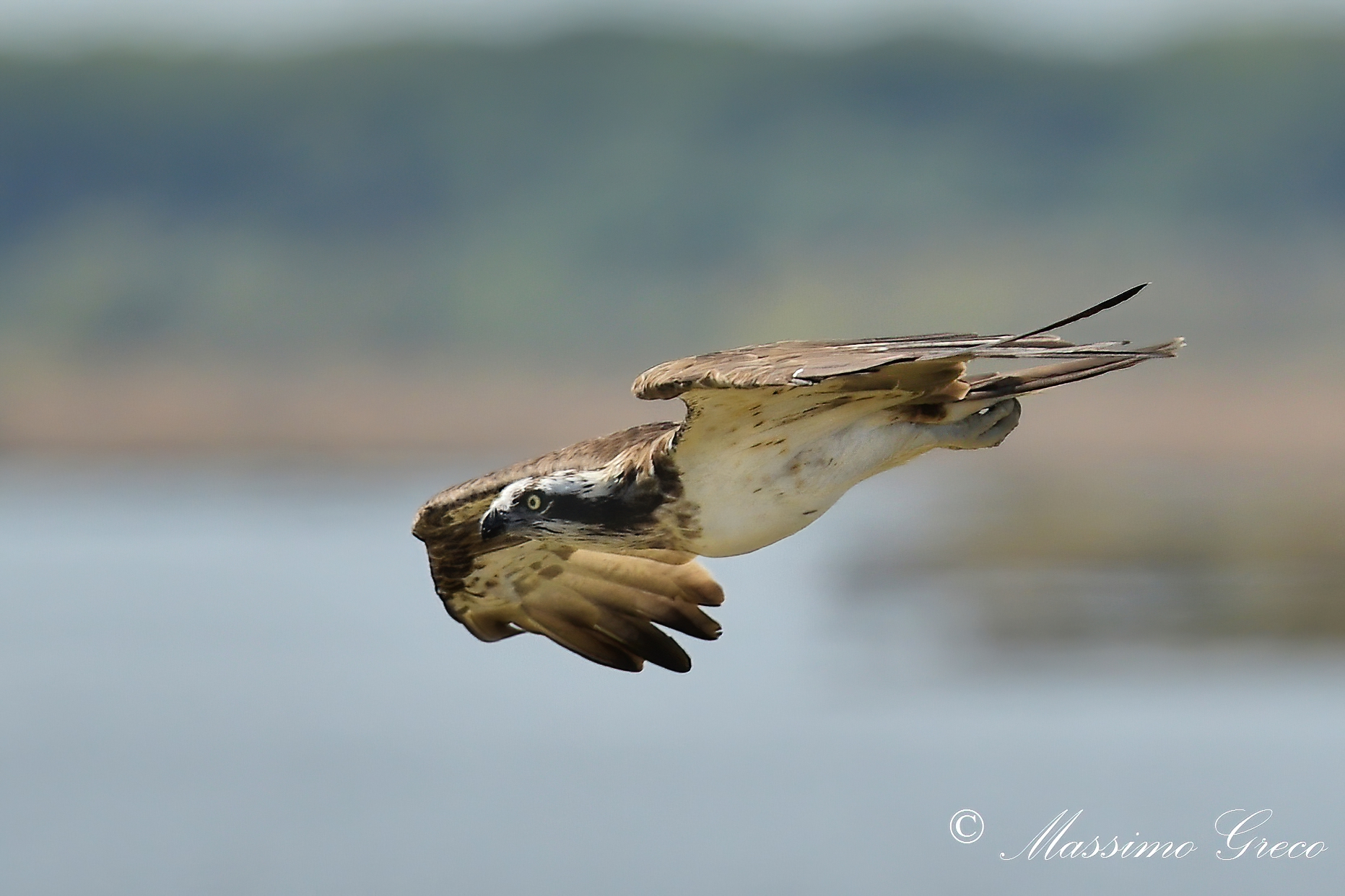 Falco pescatore (Pandion haliaetus)