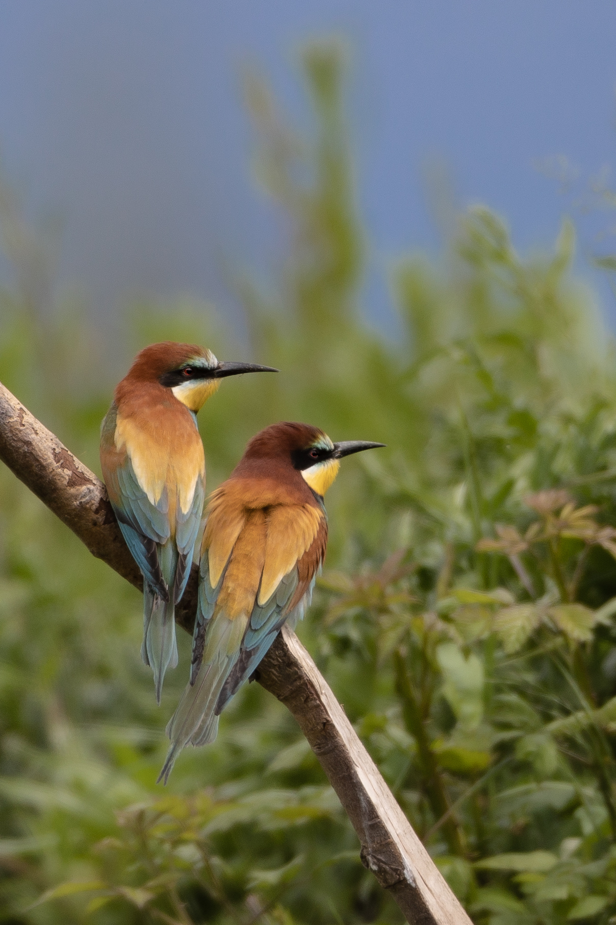 Amore colorato - Coloured love