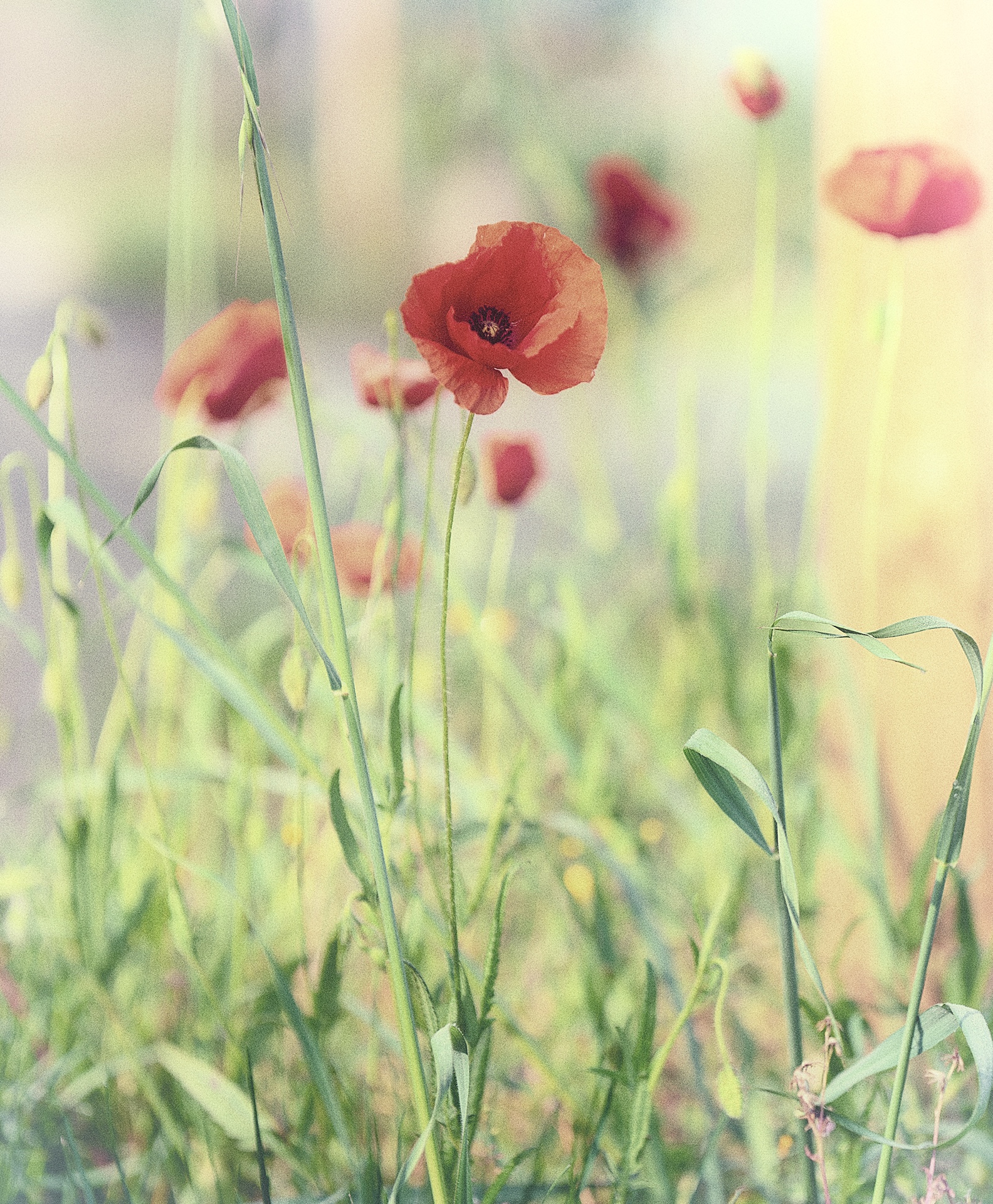 Poppies.p2