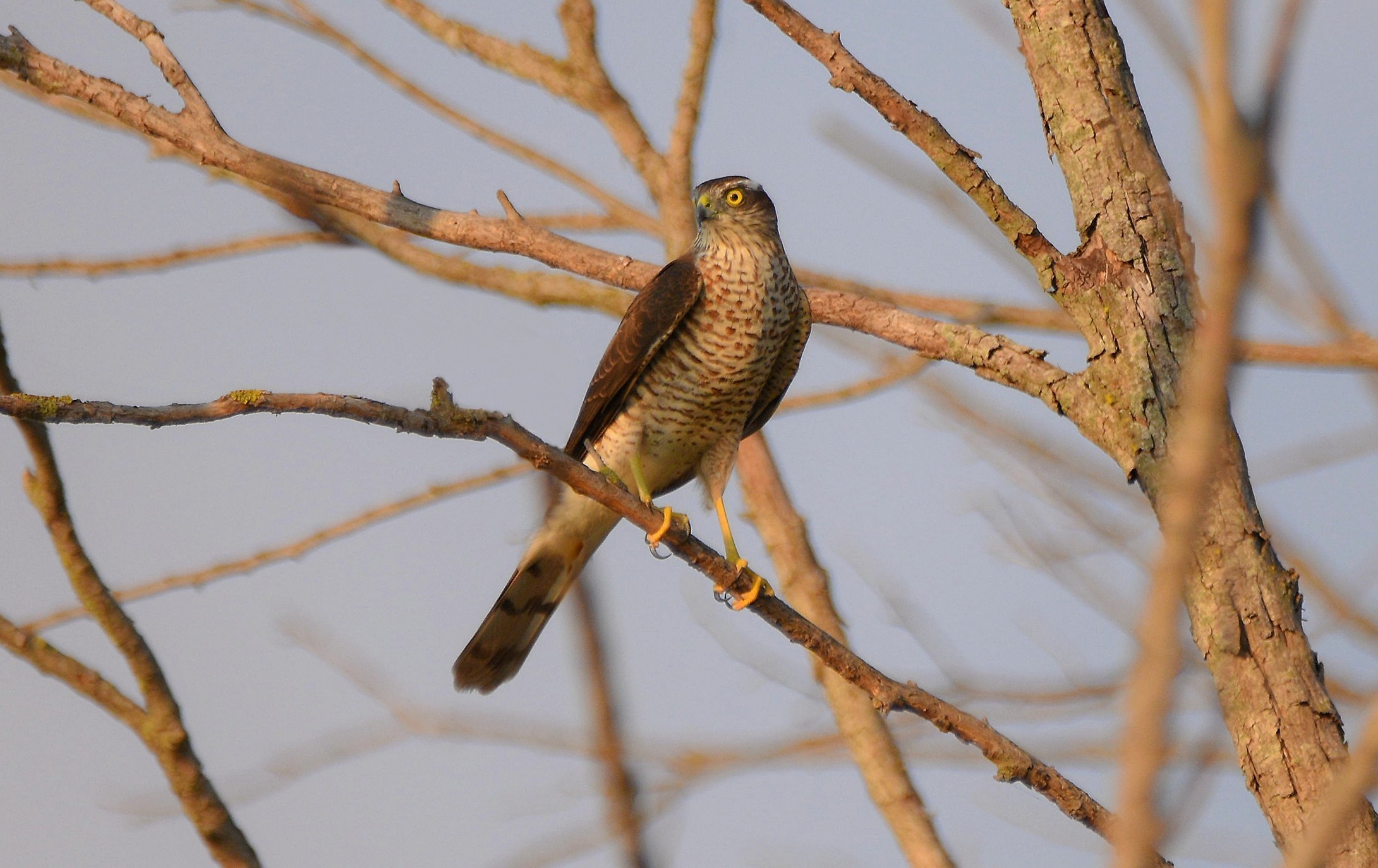 I don't catch one... (Accipitrr nisus)